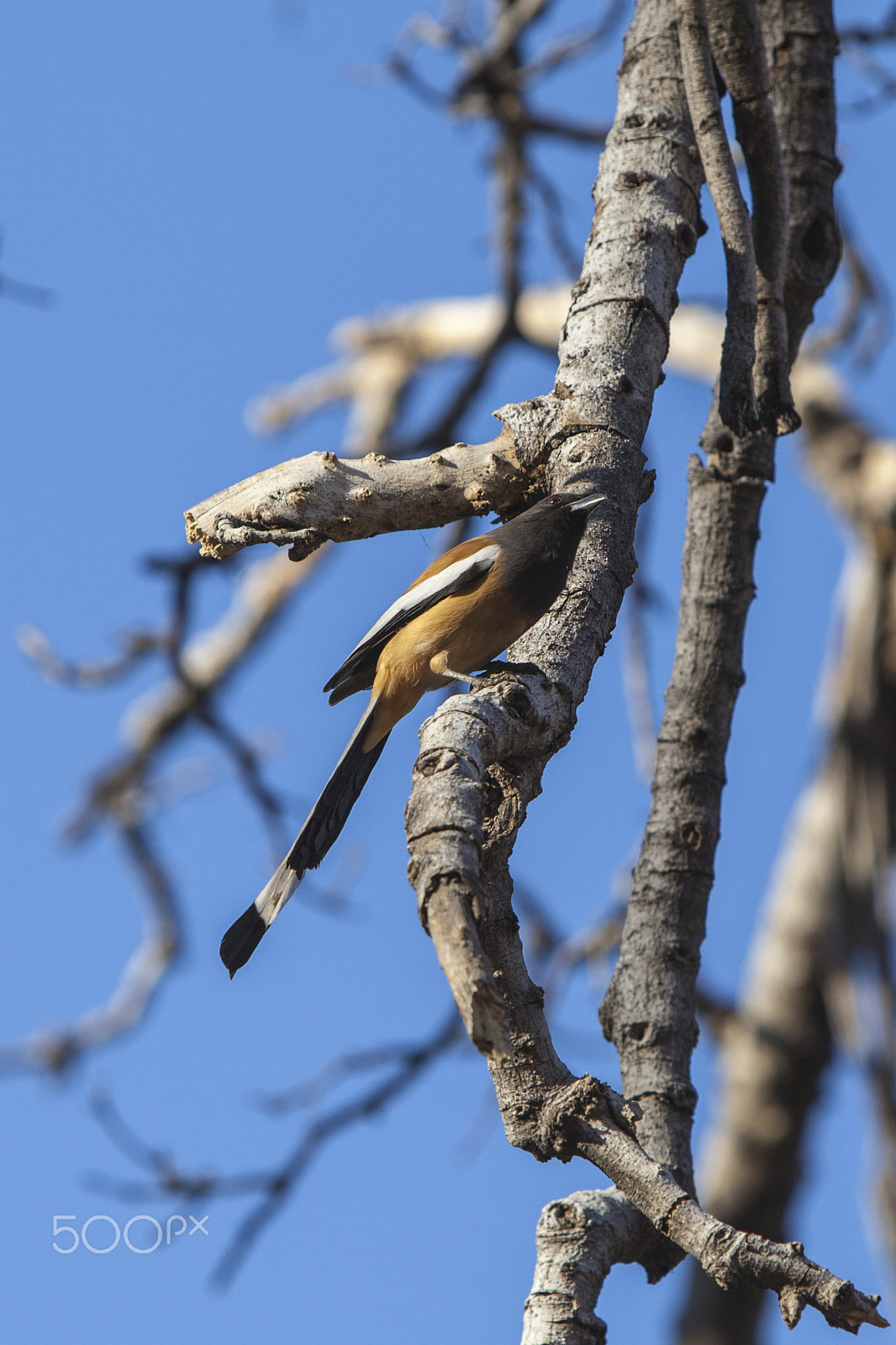 Canon EF 70-200mm F2.8L IS USM sample photo. Rufous treepie photography