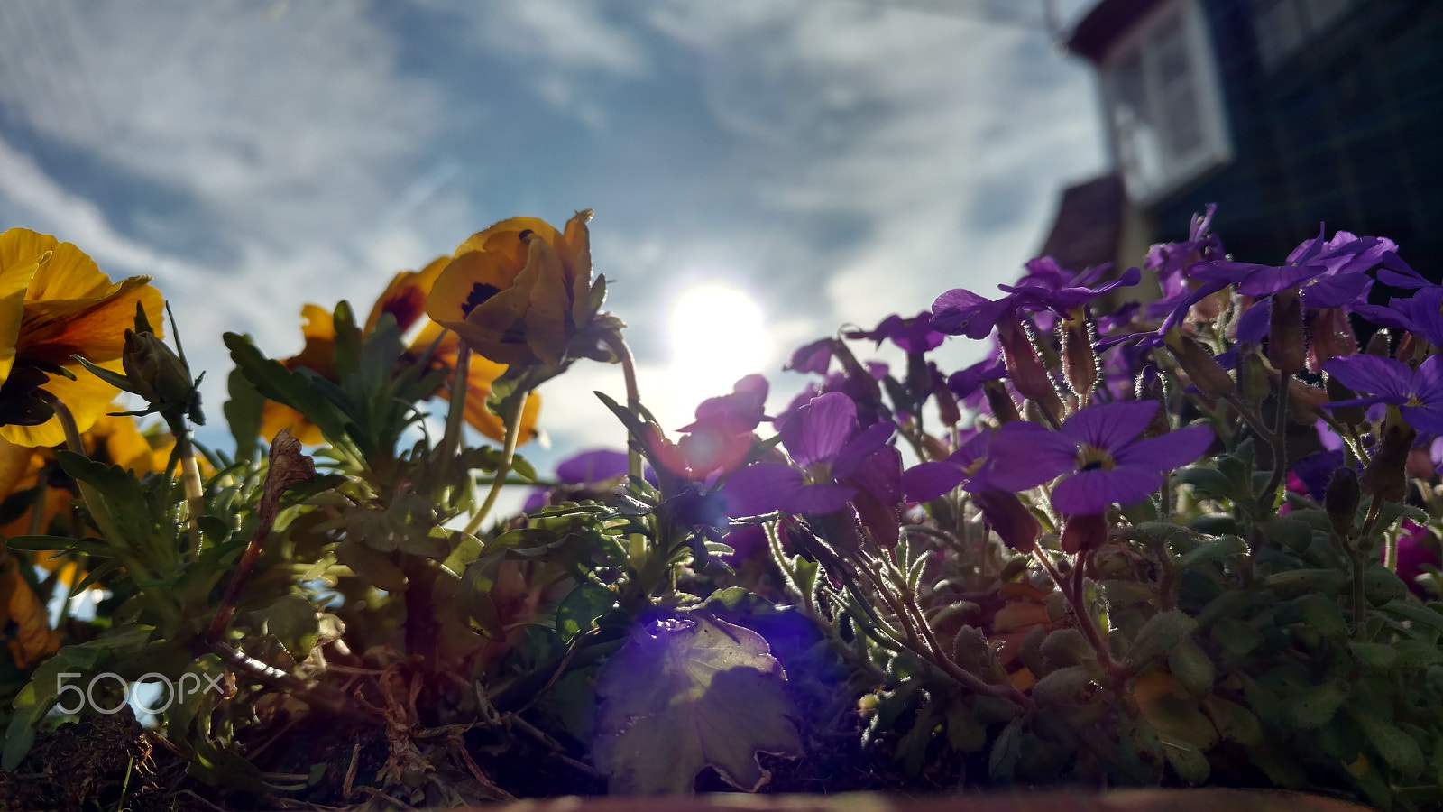 Motorola Moto X Force sample photo. Flowers and sunlight photography