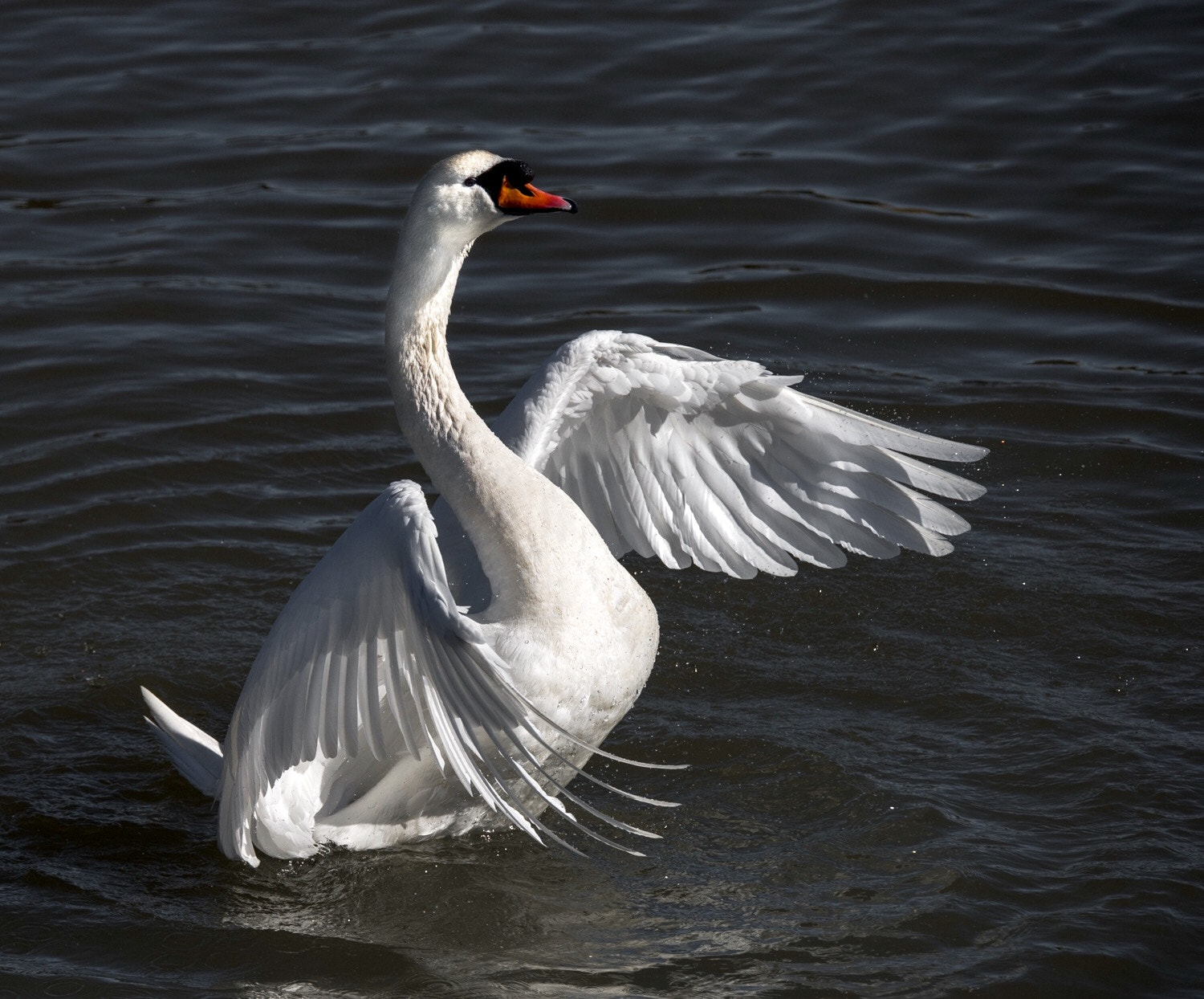 Sigma 150-600mm F5-6.3 DG OS HSM | S sample photo