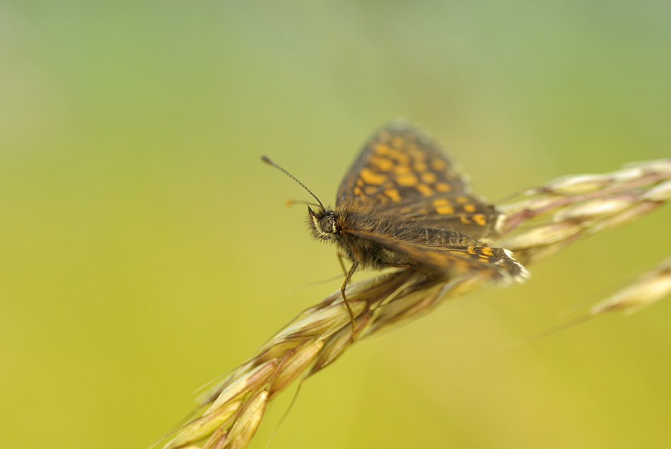 Pentax K10D sample photo