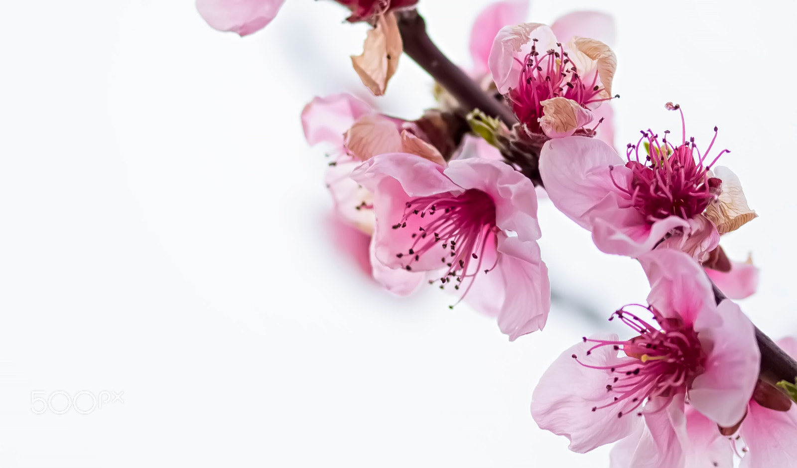 Sigma 105mm F2.8 EX DG OS HSM sample photo. Spring photography