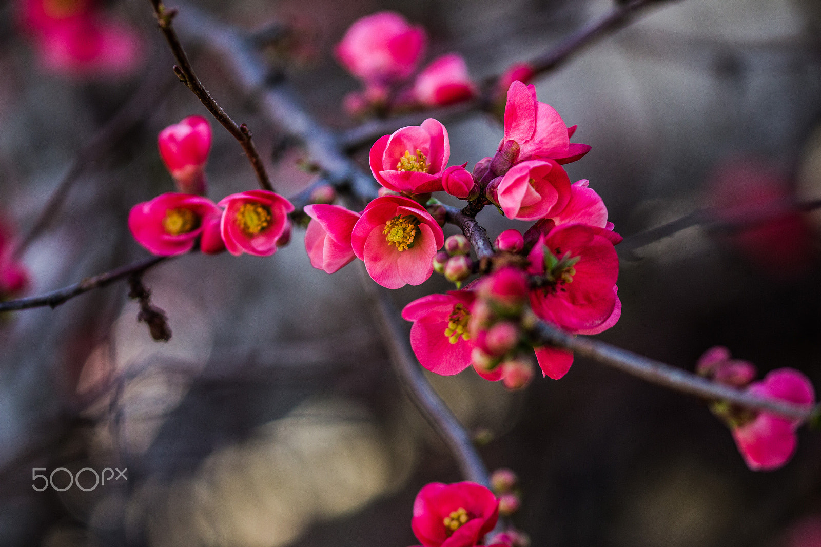 Sigma 105mm F2.8 EX DG OS HSM sample photo. Il colore del buio photography