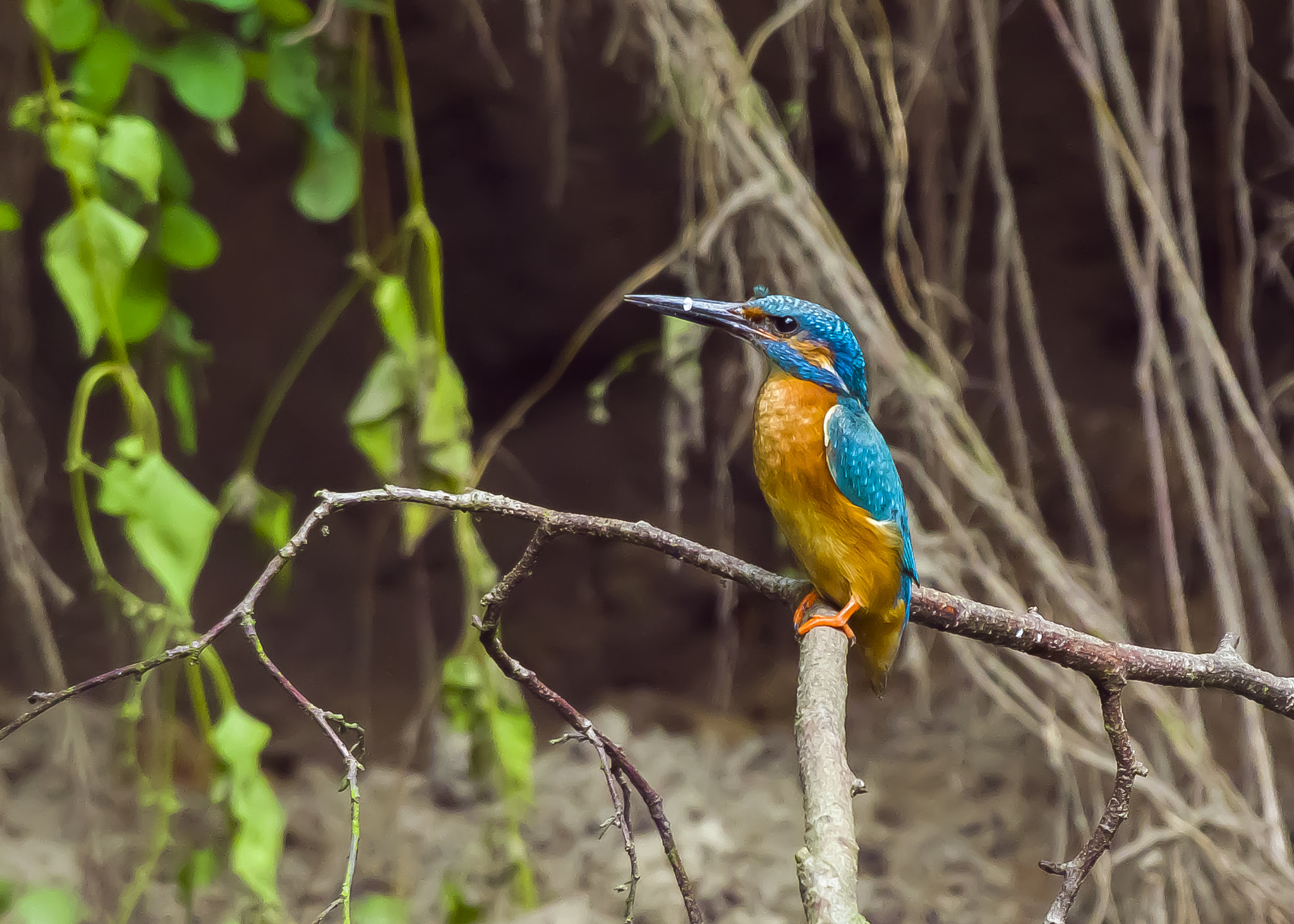 Pentax K-3 + Sigma sample photo. Common kingfisher photography