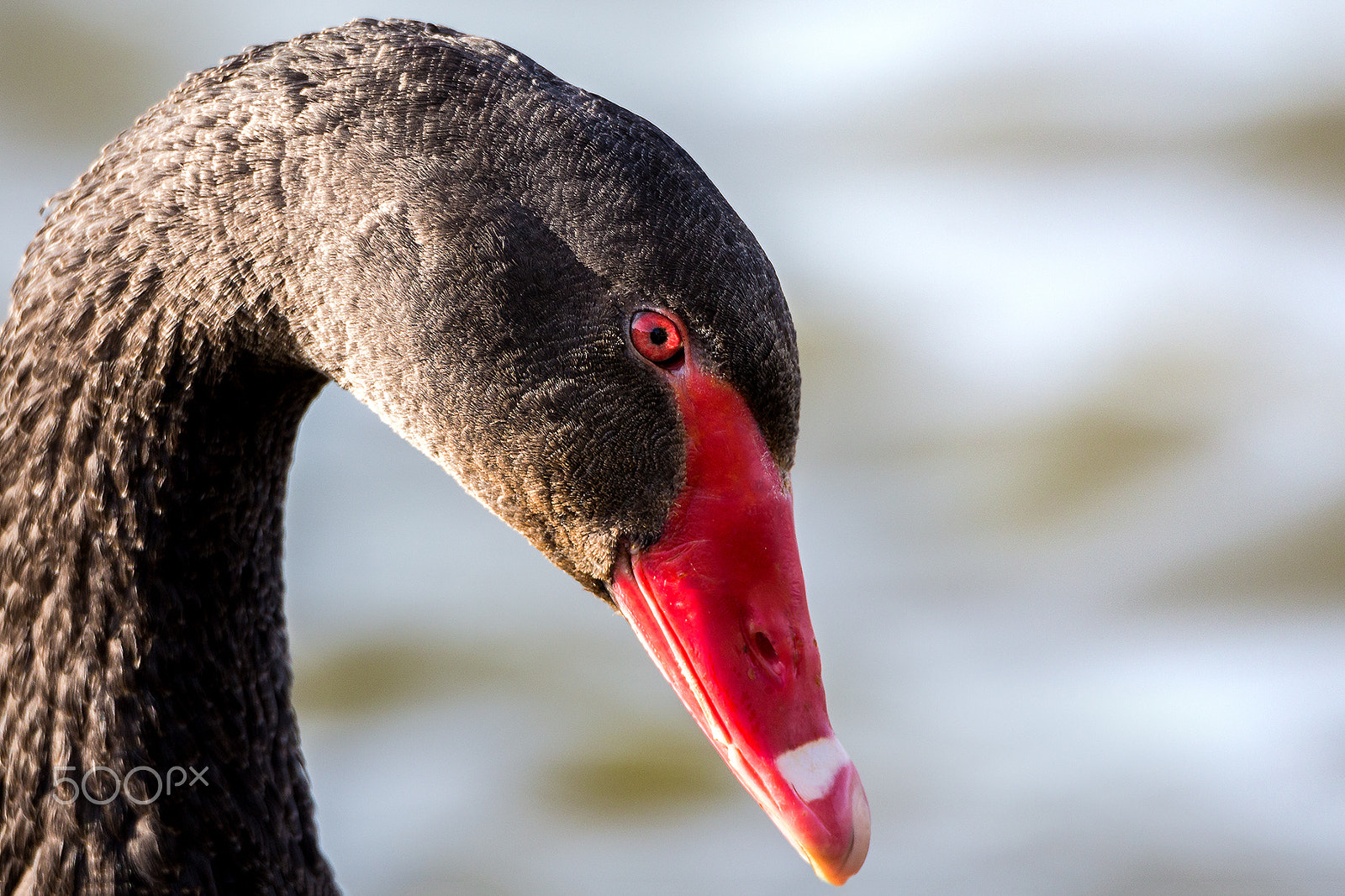 Tamron SP 150-600mm F5-6.3 Di VC USD sample photo. Black swan photography
