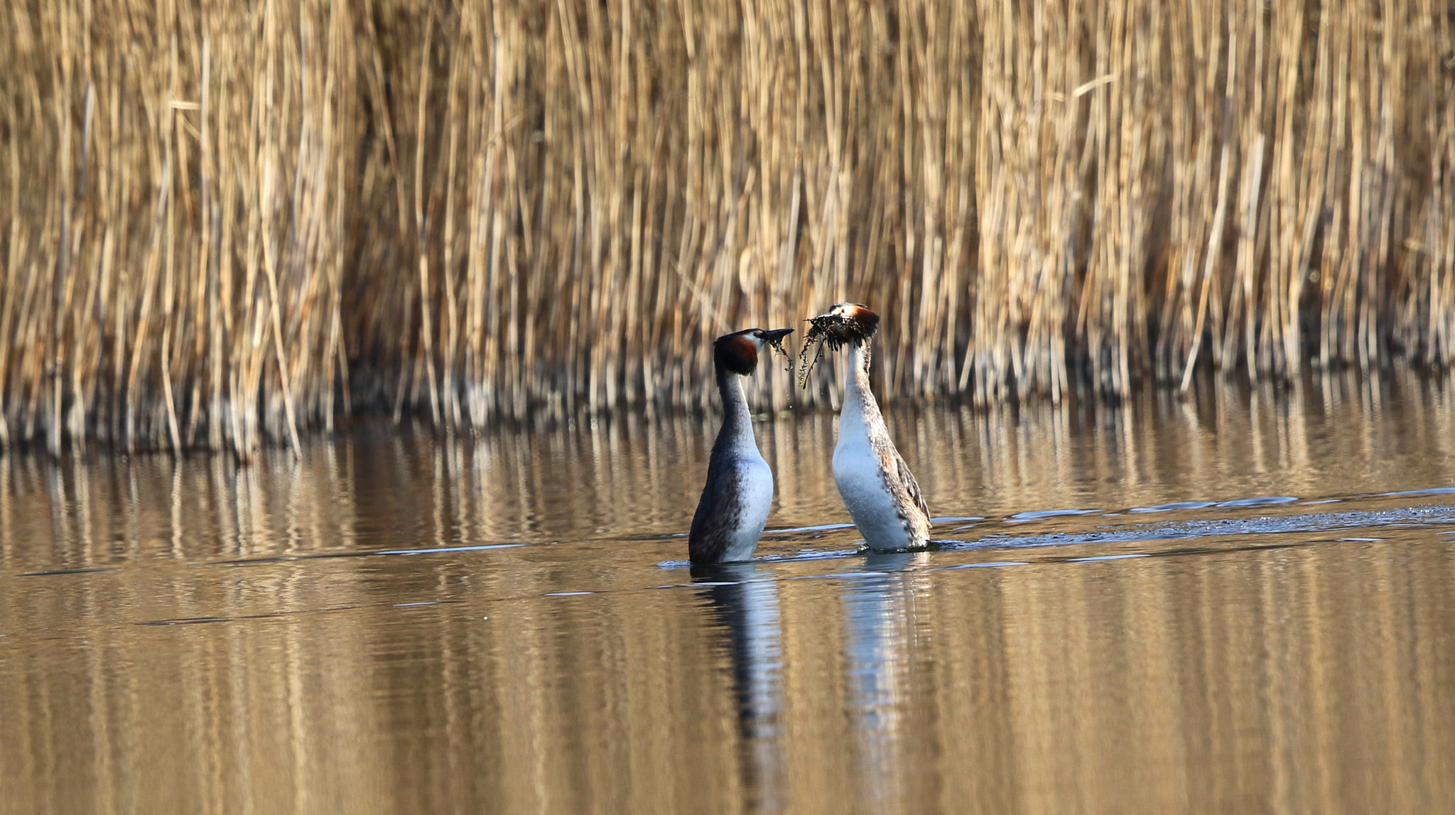 Canon EF 500mm F4L IS II USM sample photo. Dancing grebes photography