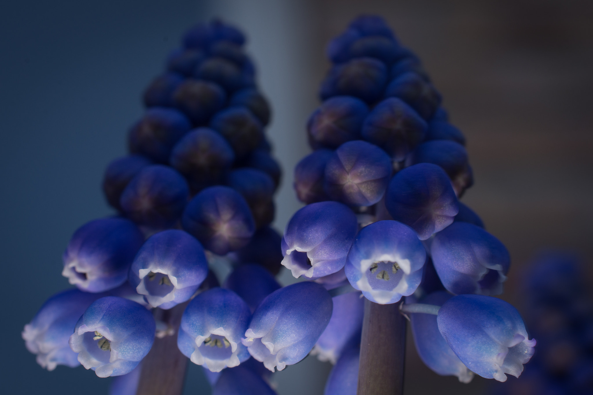 Nikon AF-S DX Micro Nikkor 40mm F2.8 sample photo. Blue grape photography