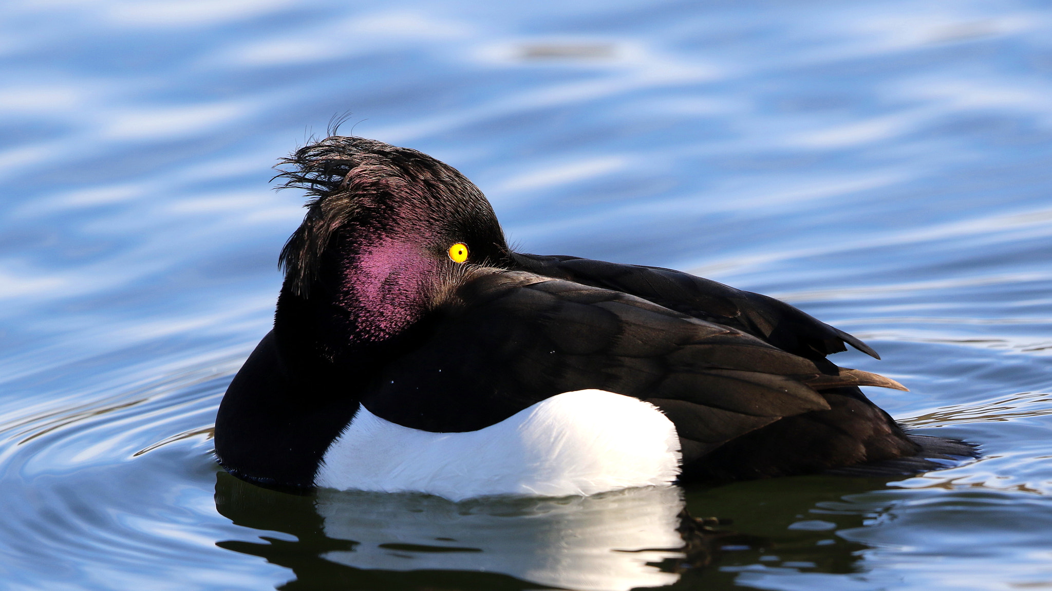 Canon EF 500mm F4L IS II USM sample photo. Tufted duck photography