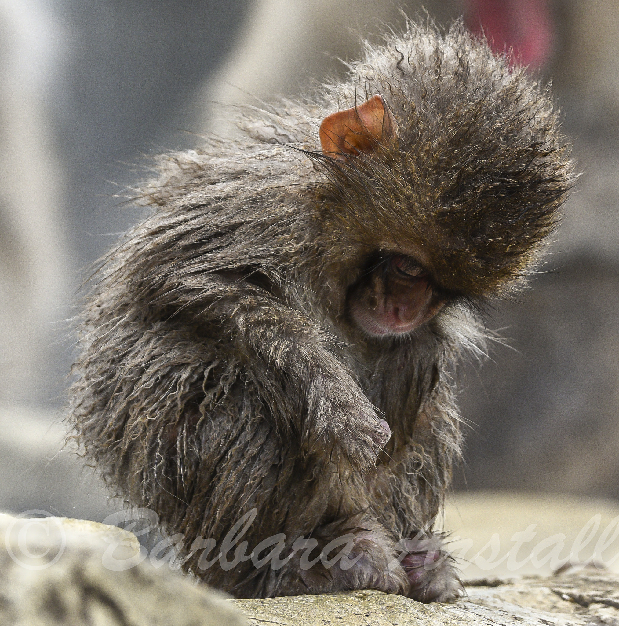 Nikon D750 sample photo. Young japanese macaque photography