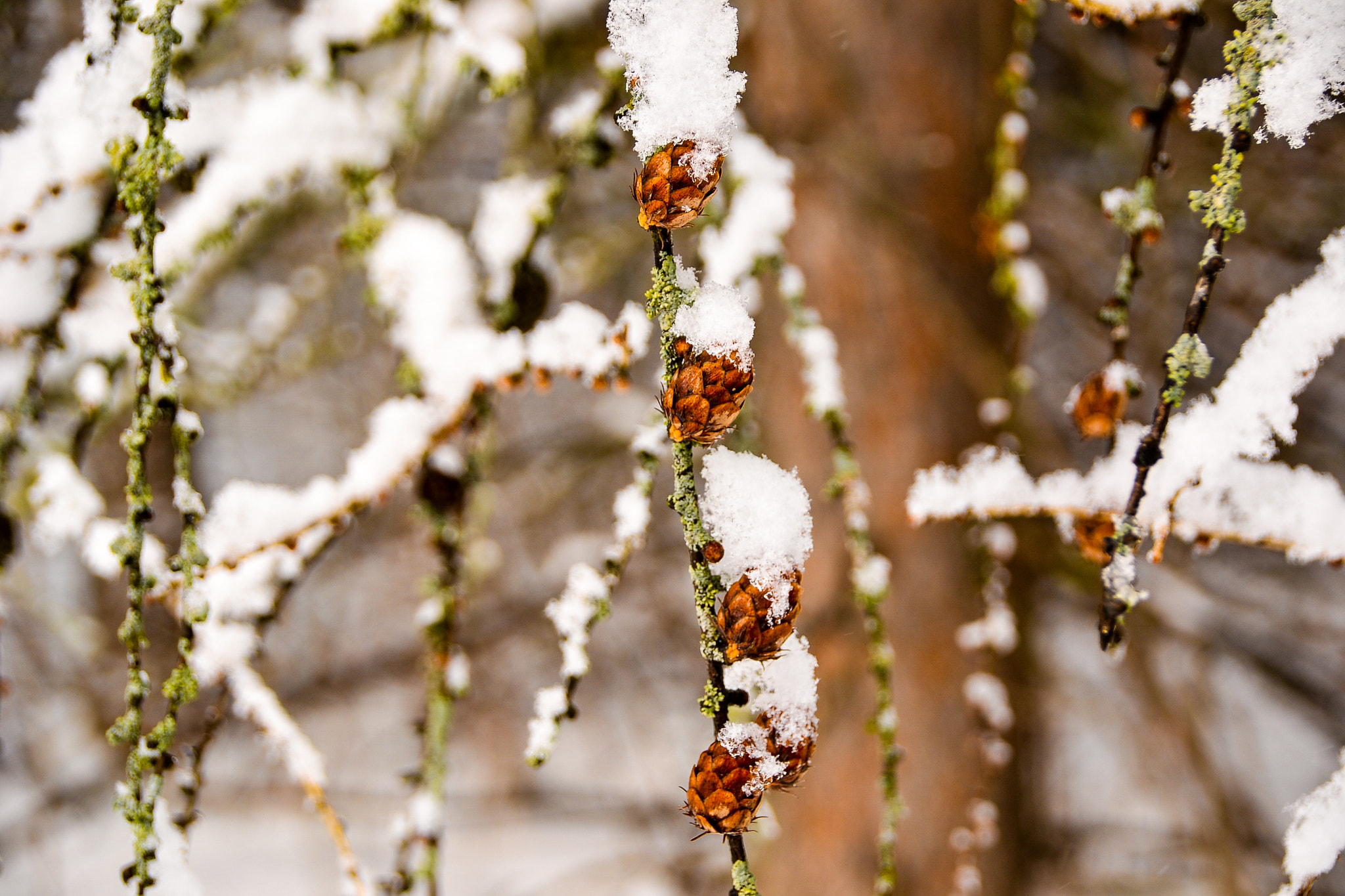 Sigma 18-250mm F3.5-6.3 DC Macro OS HSM sample photo. March thaw photography