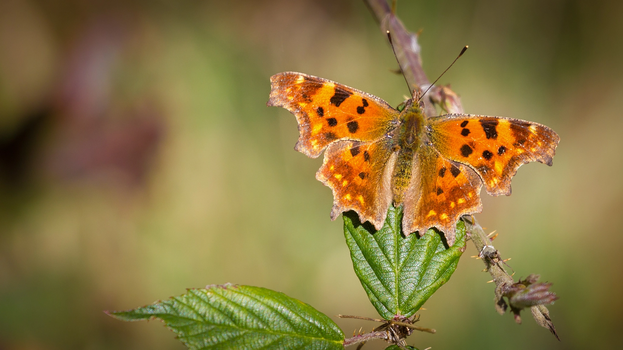 Canon EF 100-400mm F4.5-5.6L IS USM sample photo. C-falter(polygonia calbum) photography
