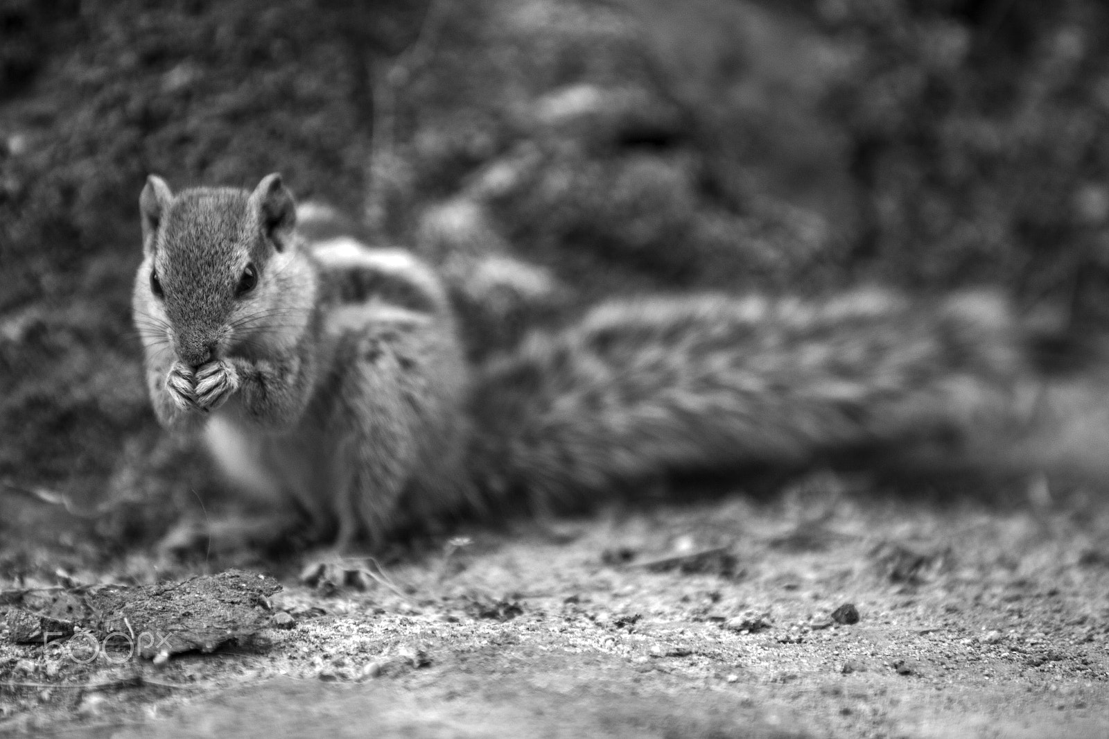 Canon EOS 5D Mark II + Canon EF 70-200mm F2.8L IS USM sample photo. Squirrel photography