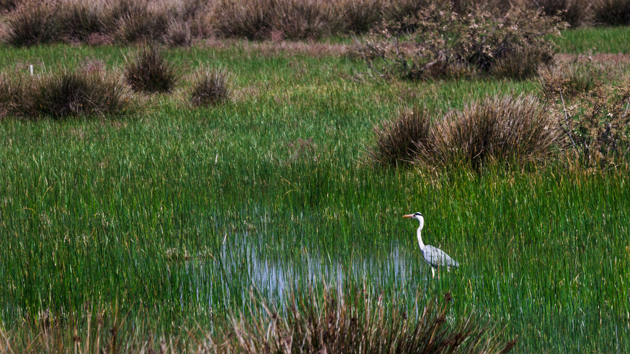 Canon EF 70-300mm F4-5.6L IS USM sample photo. Airone photography