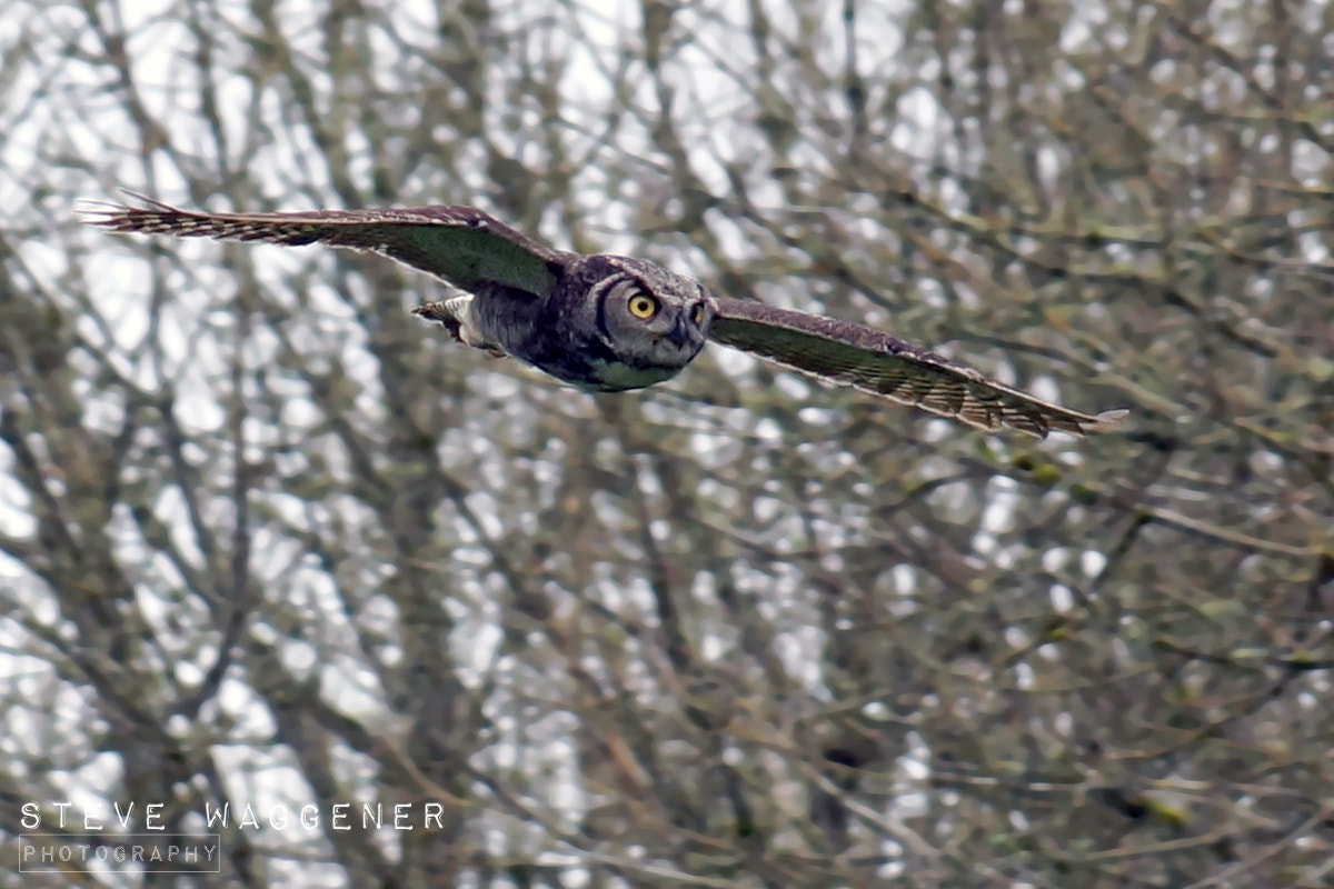 Sony SLT-A77 sample photo. Great horned owl flight photography