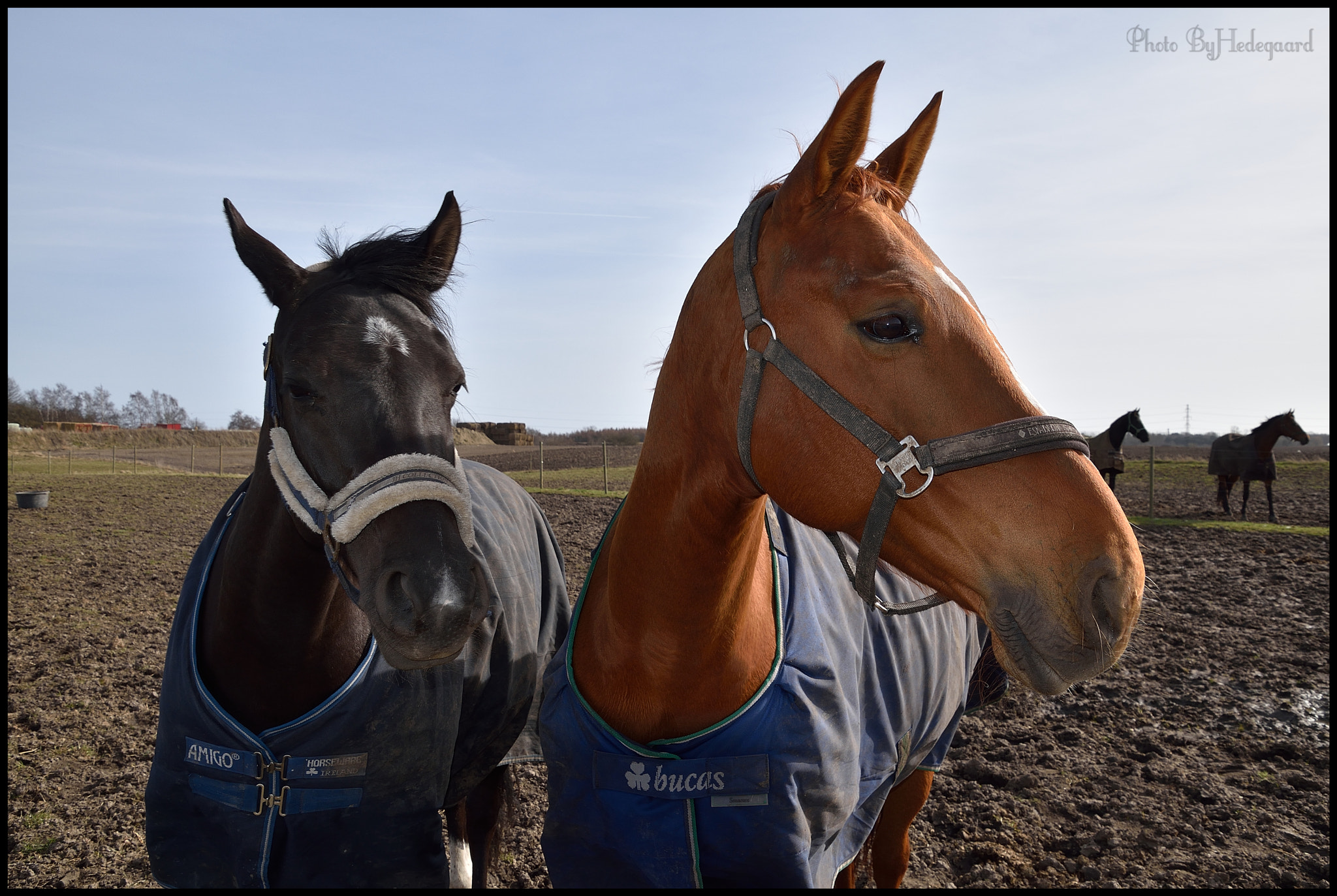 Nikon D5500 sample photo. Friends... photography