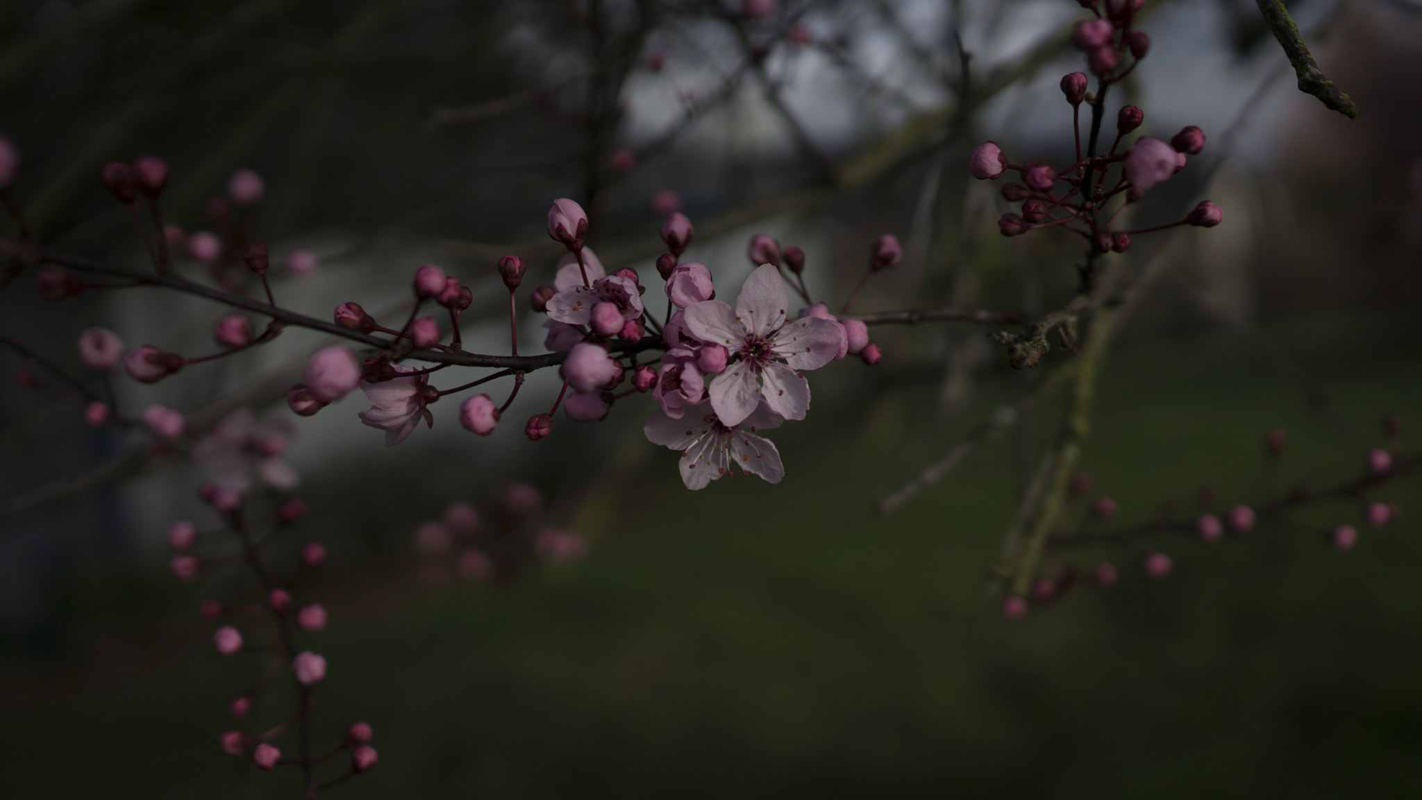 Sony Alpha NEX-6 + Sony Sonnar T* E 24mm F1.8 ZA sample photo. Spring photography