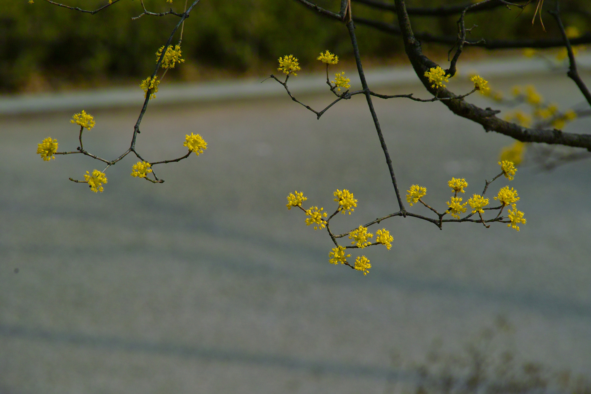 Sigma SD14 sample photo. Spring photography