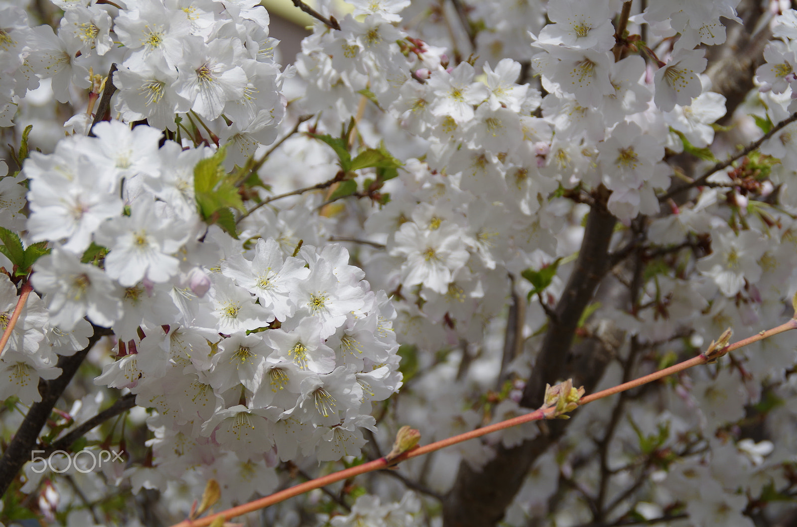 Pentax K-30 sample photo. Frühling photography