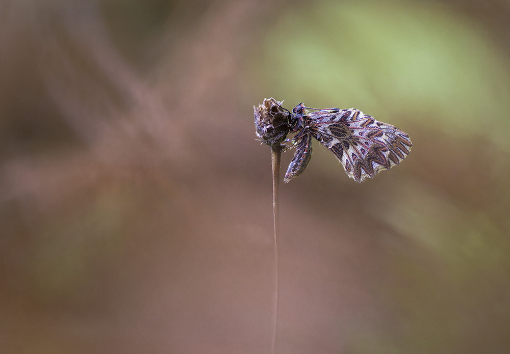 Tamron SP AF 90mm F2.8 Di Macro sample photo. Diane. photography