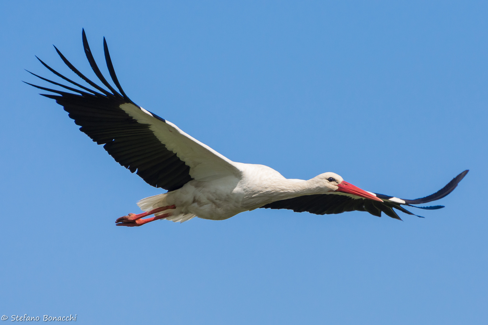 Nikon D7200 sample photo. Stork photography