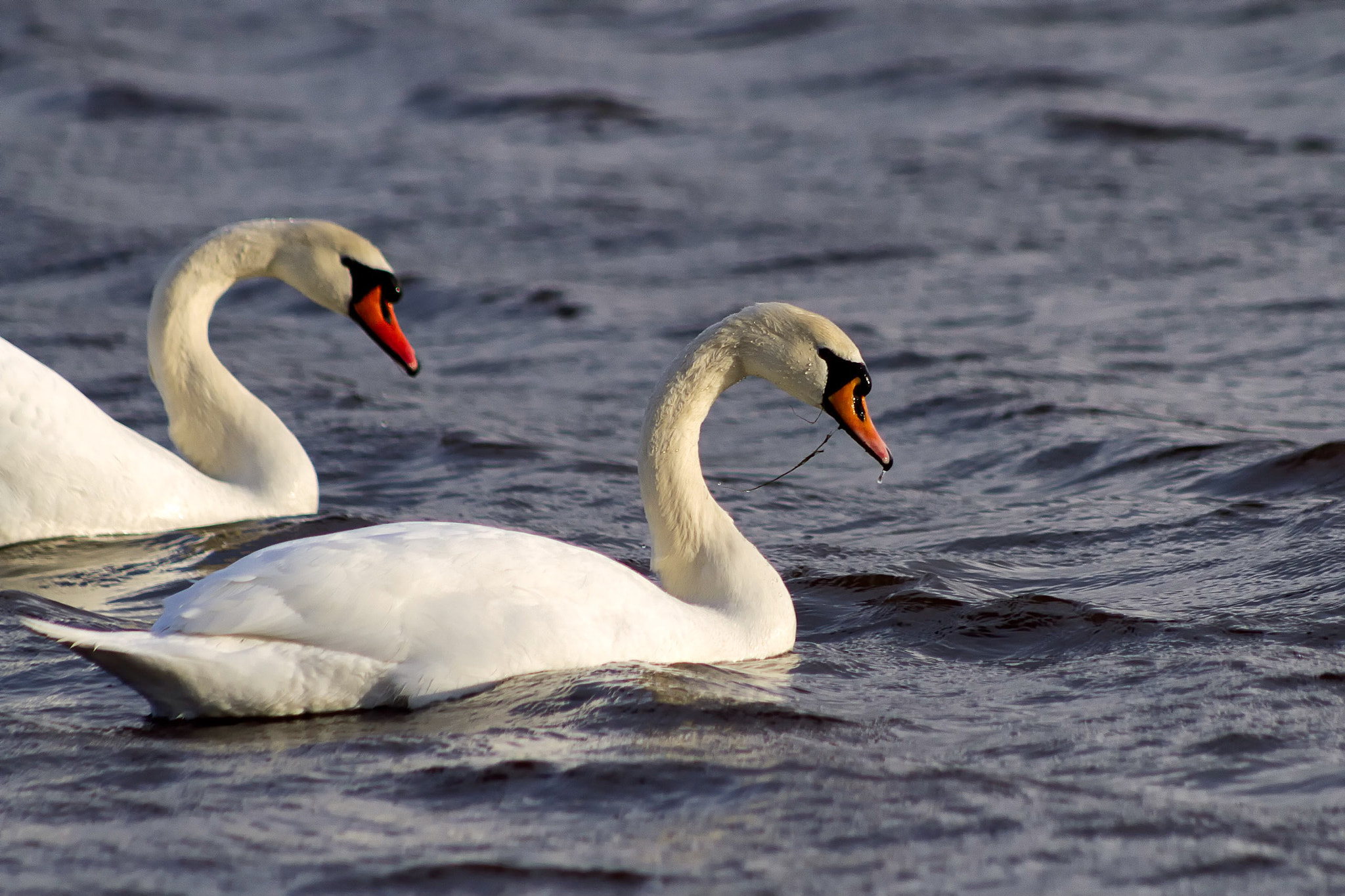 EF75-300mm f/4-5.6 sample photo. The queens swan, oset, Örebro, sweden photography