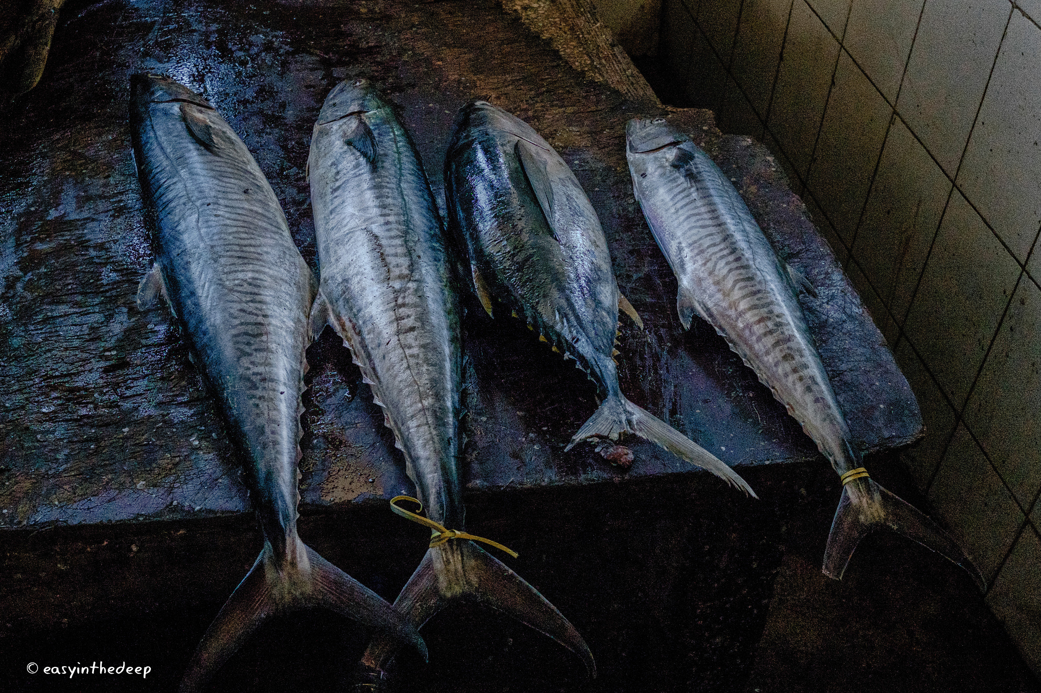 Fujifilm XF 27mm F2.8 sample photo. Beautiful fish at the stone town fish market. photography