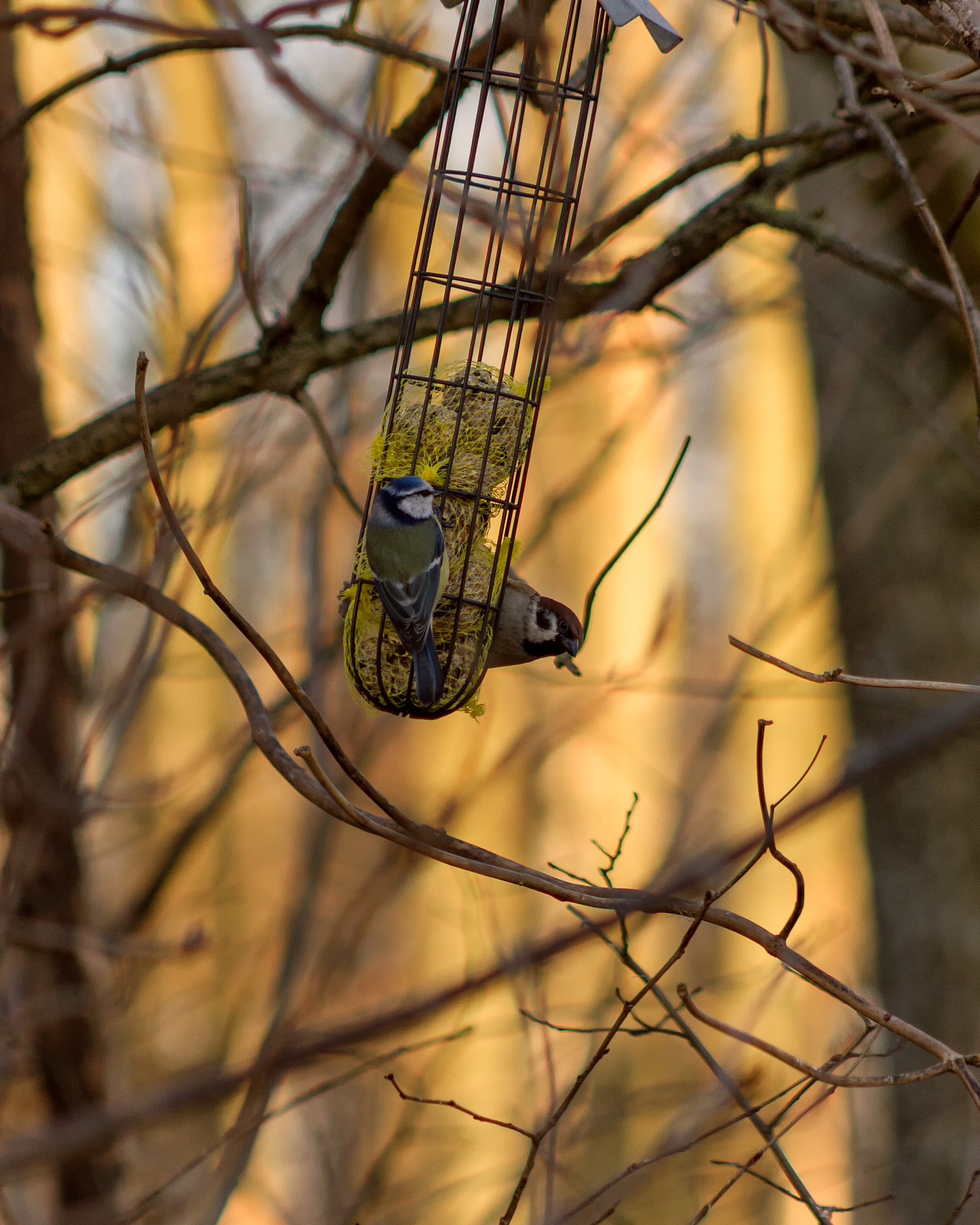 Canon EOS 7D + EF75-300mm f/4-5.6 sample photo. Small birds eating photography