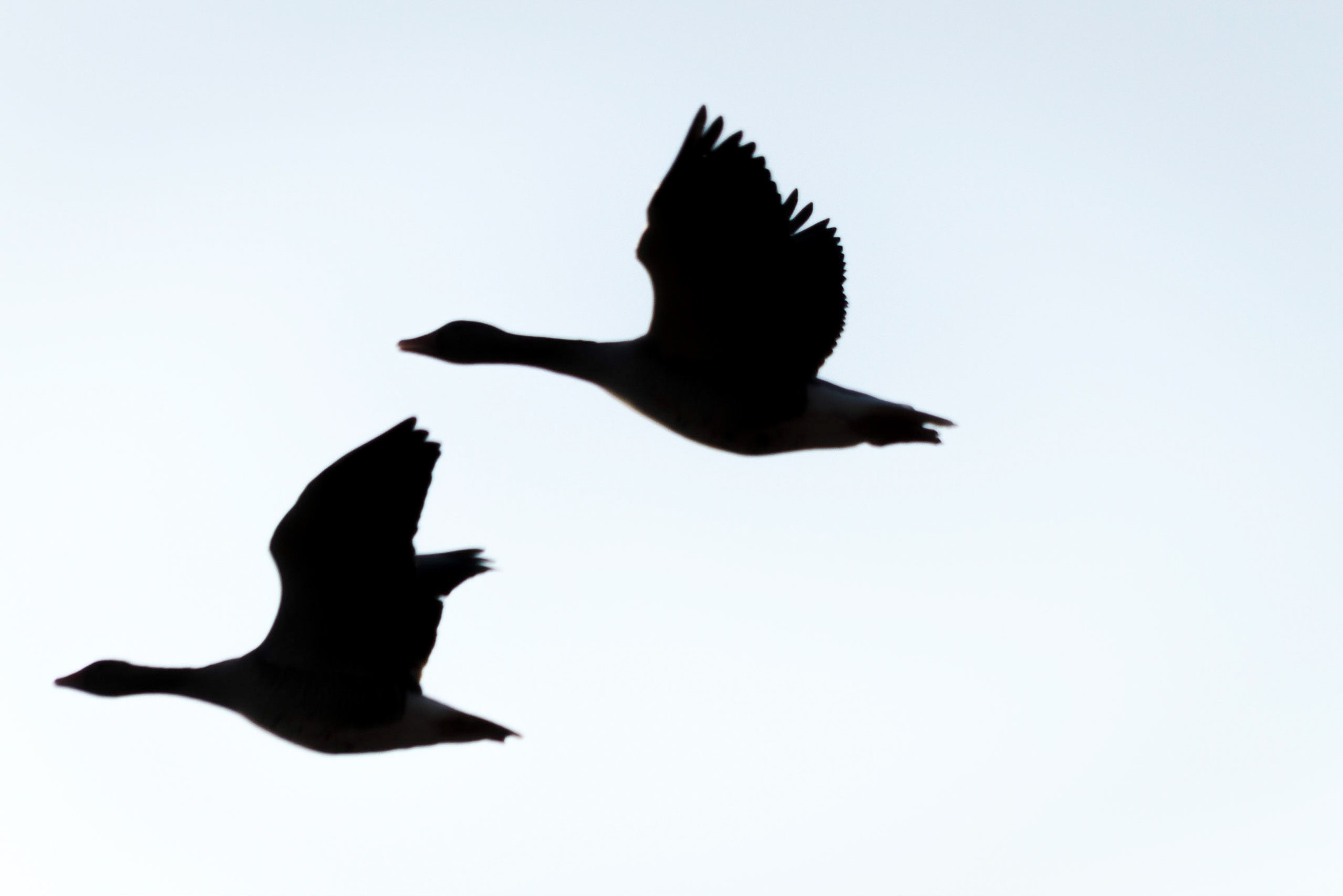 Canon EOS 7D sample photo. Silhouette of two geese photography