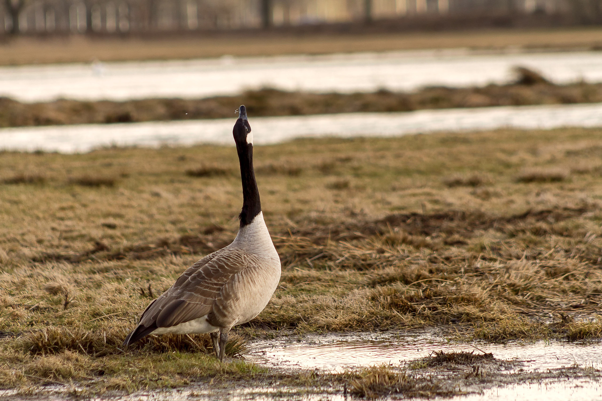Canon EOS 7D + EF75-300mm f/4-5.6 sample photo. Canadian geese photography