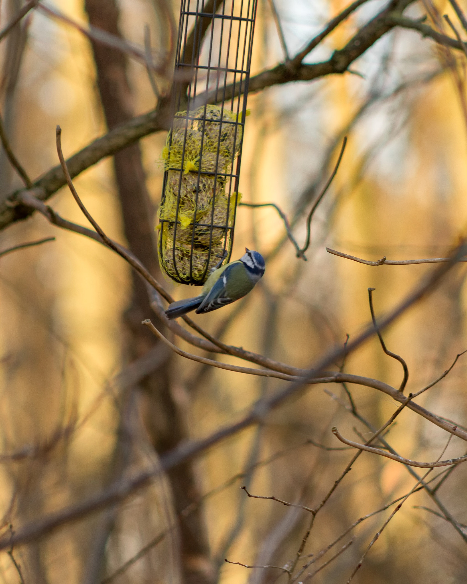 Canon EOS 7D + EF75-300mm f/4-5.6 sample photo. Small bird eating photography