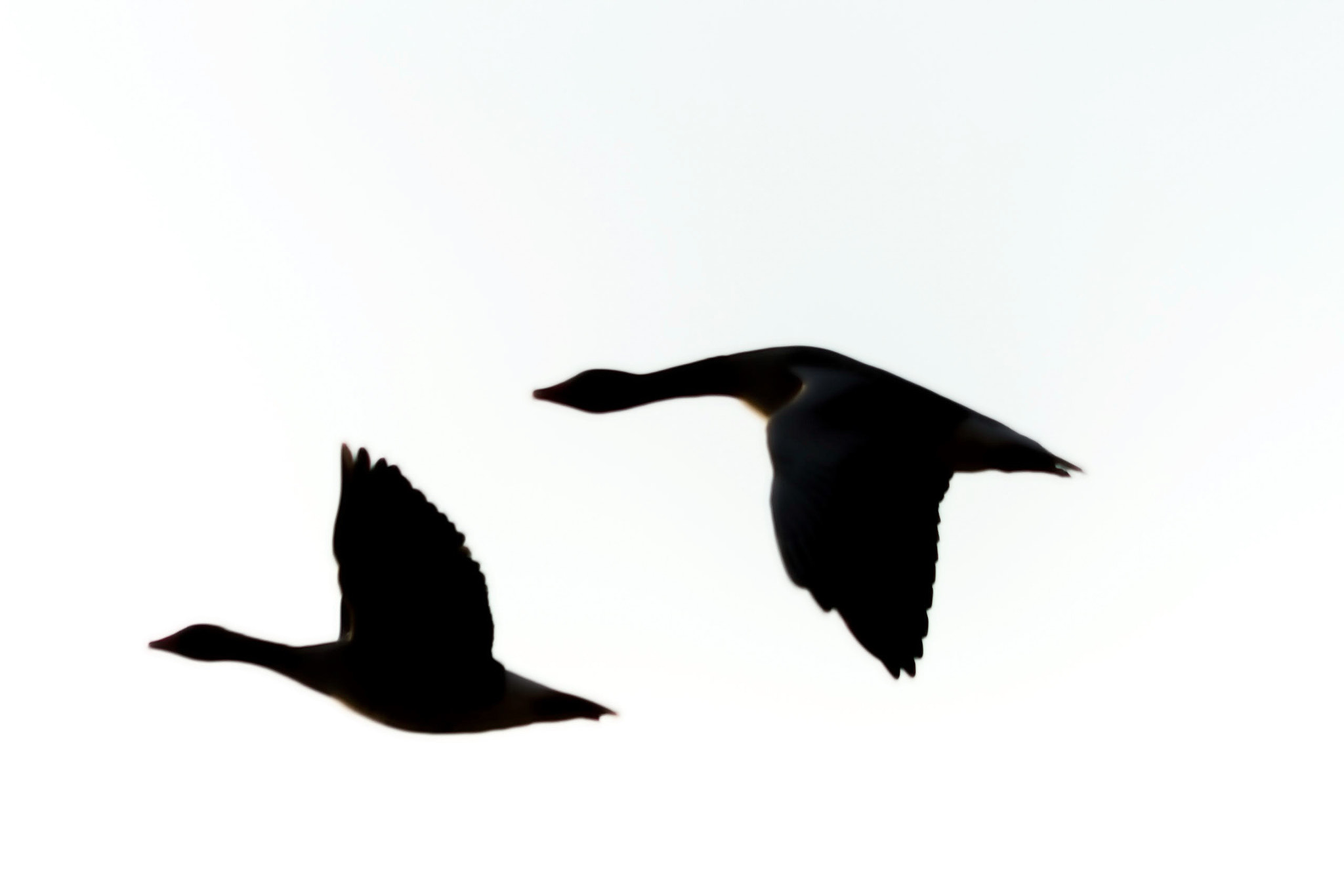 Canon EOS 7D sample photo. Silhouette of some geese flying photography