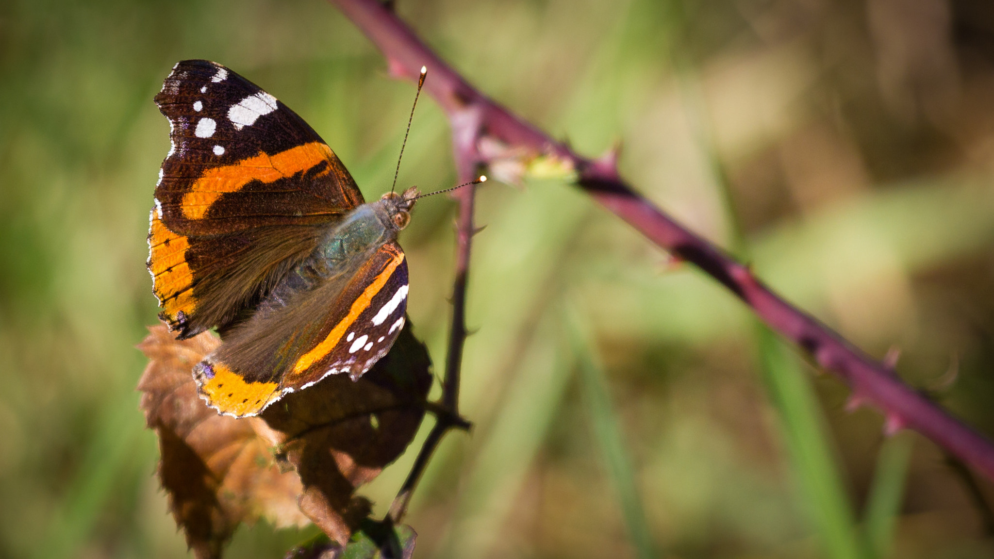 Canon EF 100-400mm F4.5-5.6L IS USM sample photo. Admiral (vanessa atalanta, syn. pyrameis atalanta) photography