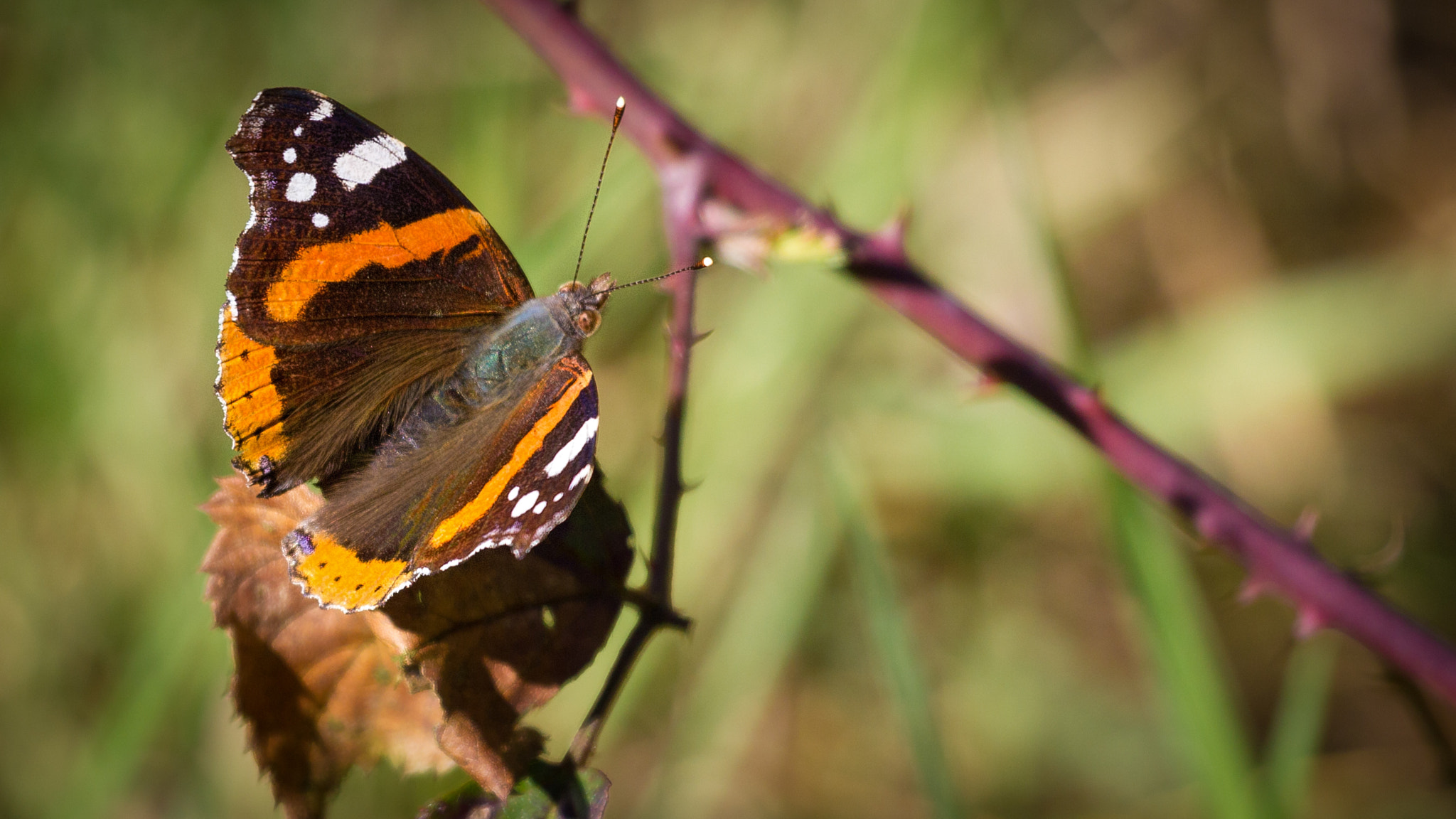 Canon EOS 550D (EOS Rebel T2i / EOS Kiss X4) sample photo. Admiral (vanessa atalanta, syn. pyrameis atalanta) photography