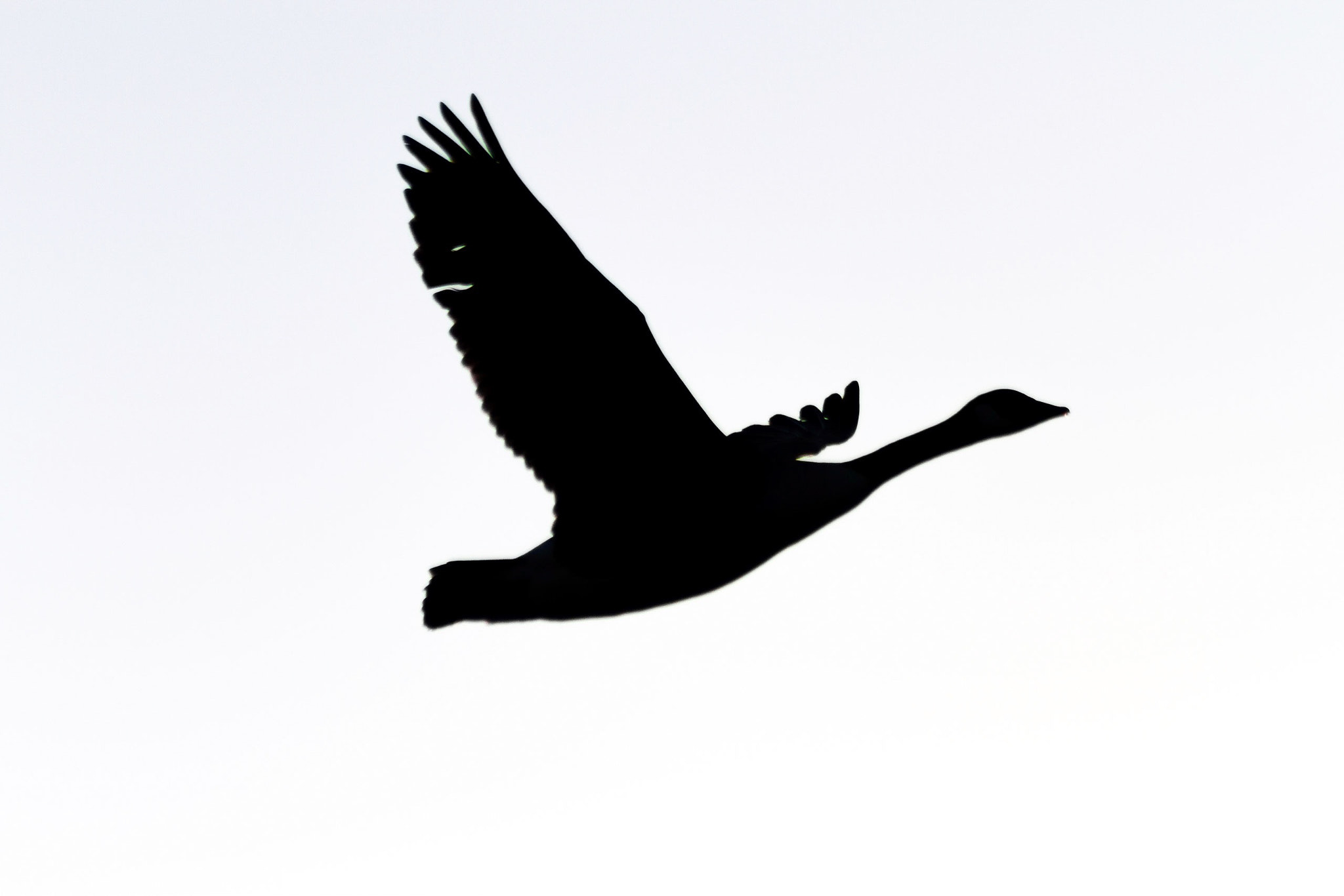 Canon EOS 7D + EF75-300mm f/4-5.6 sample photo. Silhouette of a canadian goose photography
