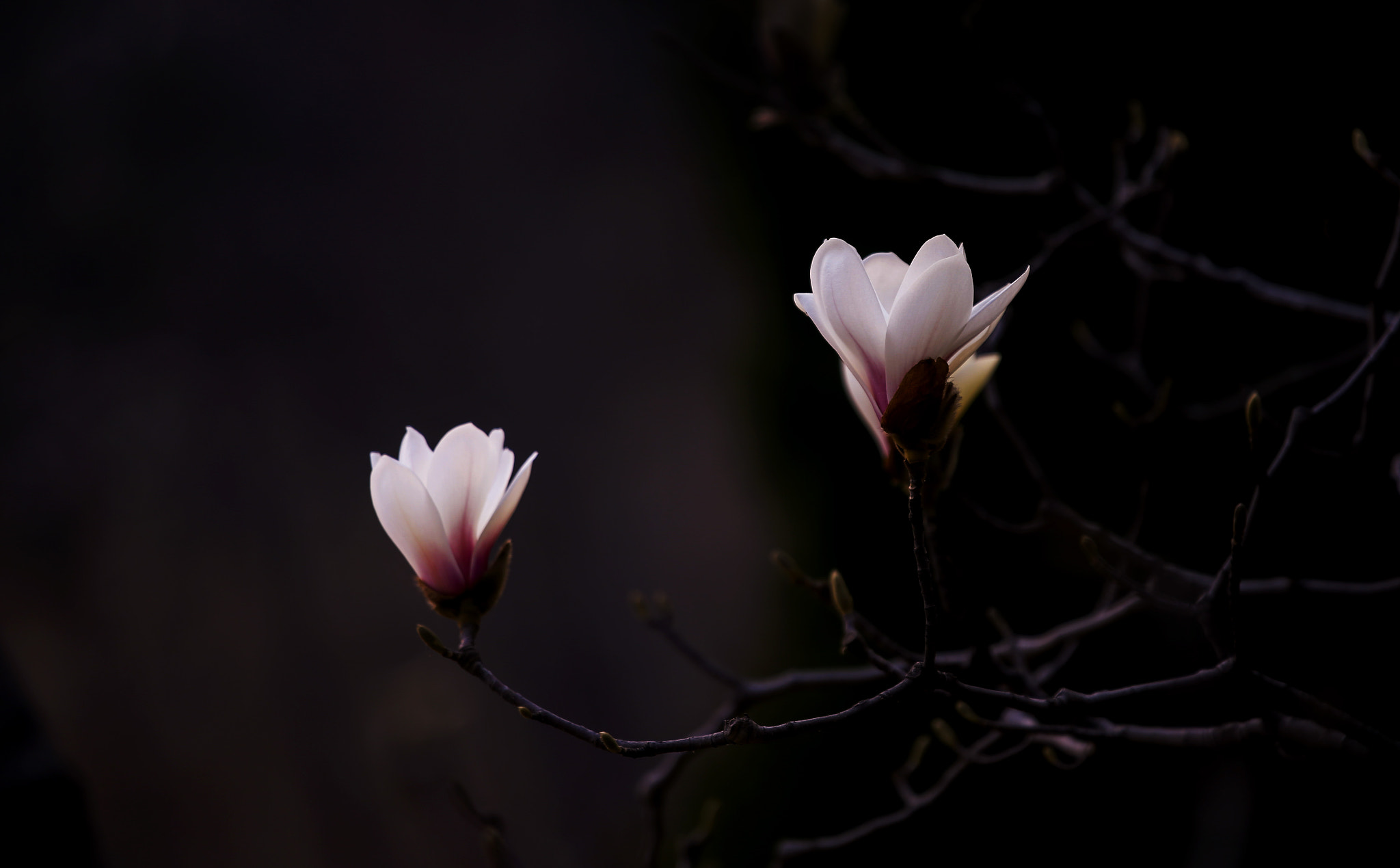 Canon EOS 6D + Canon EF 70-200mm F4L IS USM sample photo
