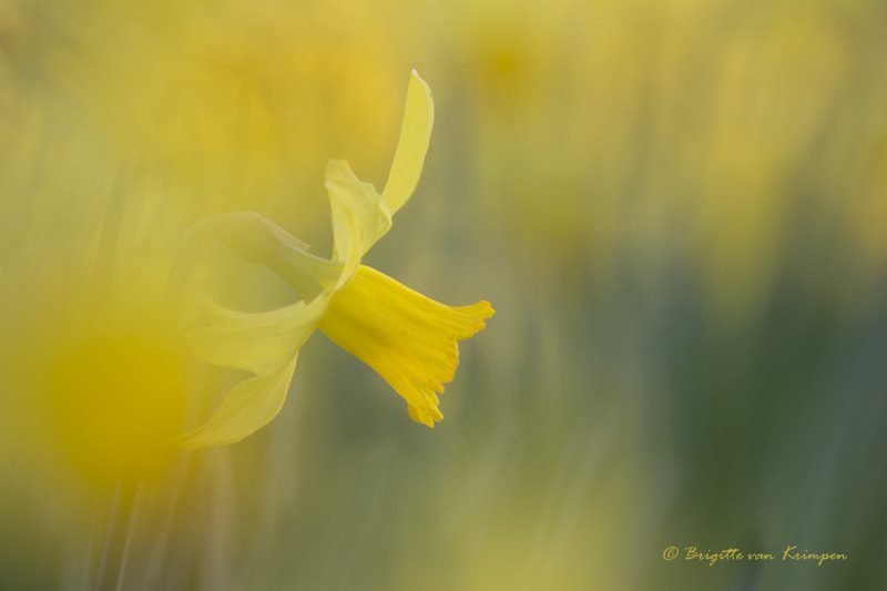 Canon EOS 60D + Canon EF 100-400mm F4.5-5.6L IS II USM sample photo. Yellow spring trumpet photography
