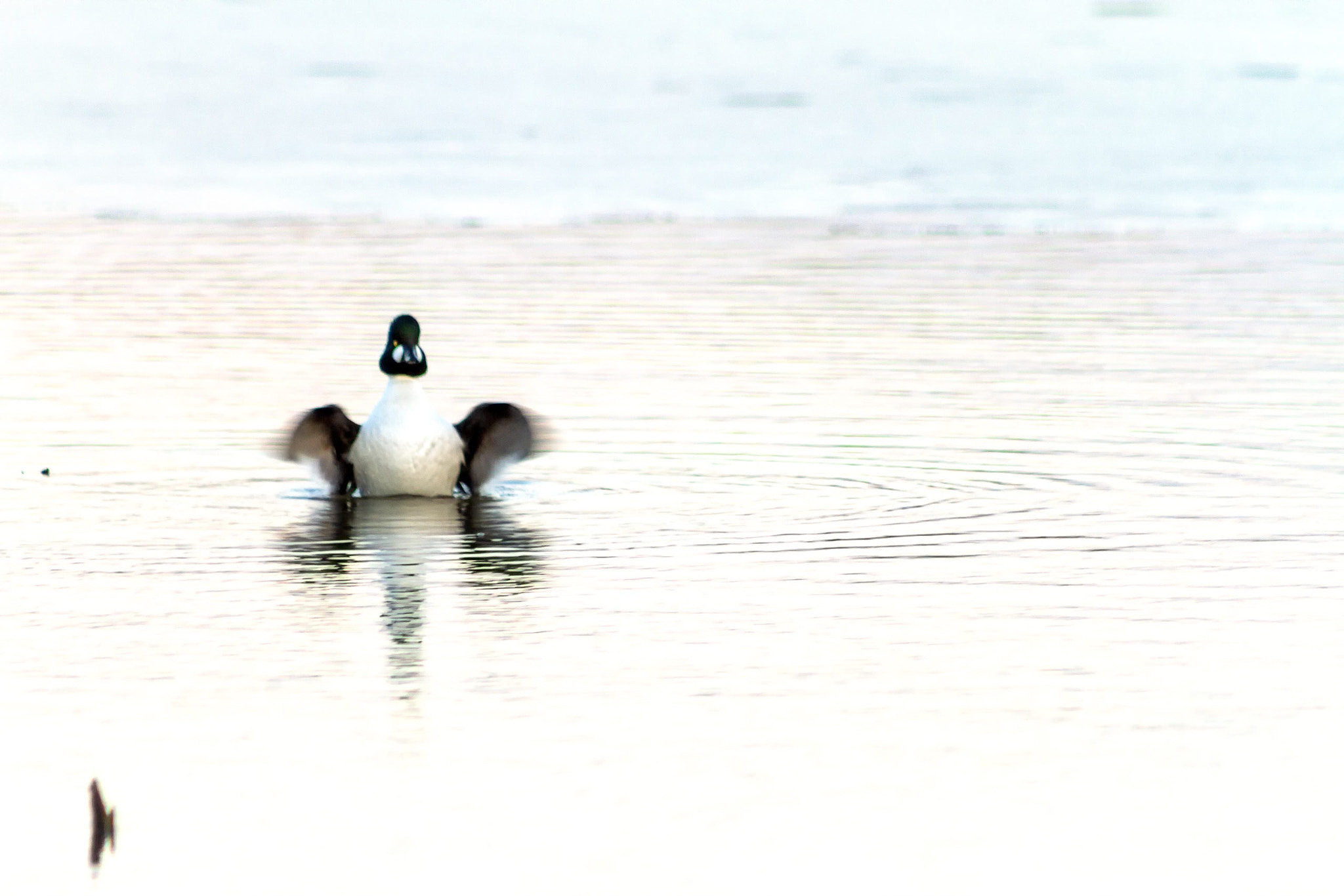 Canon EOS 7D sample photo. The bird in the water photography