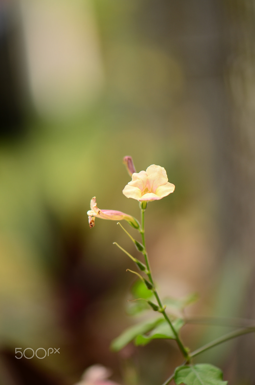 Nikon AF-S Micro-Nikkor 105mm F2.8G IF-ED VR sample photo. Dsc photography