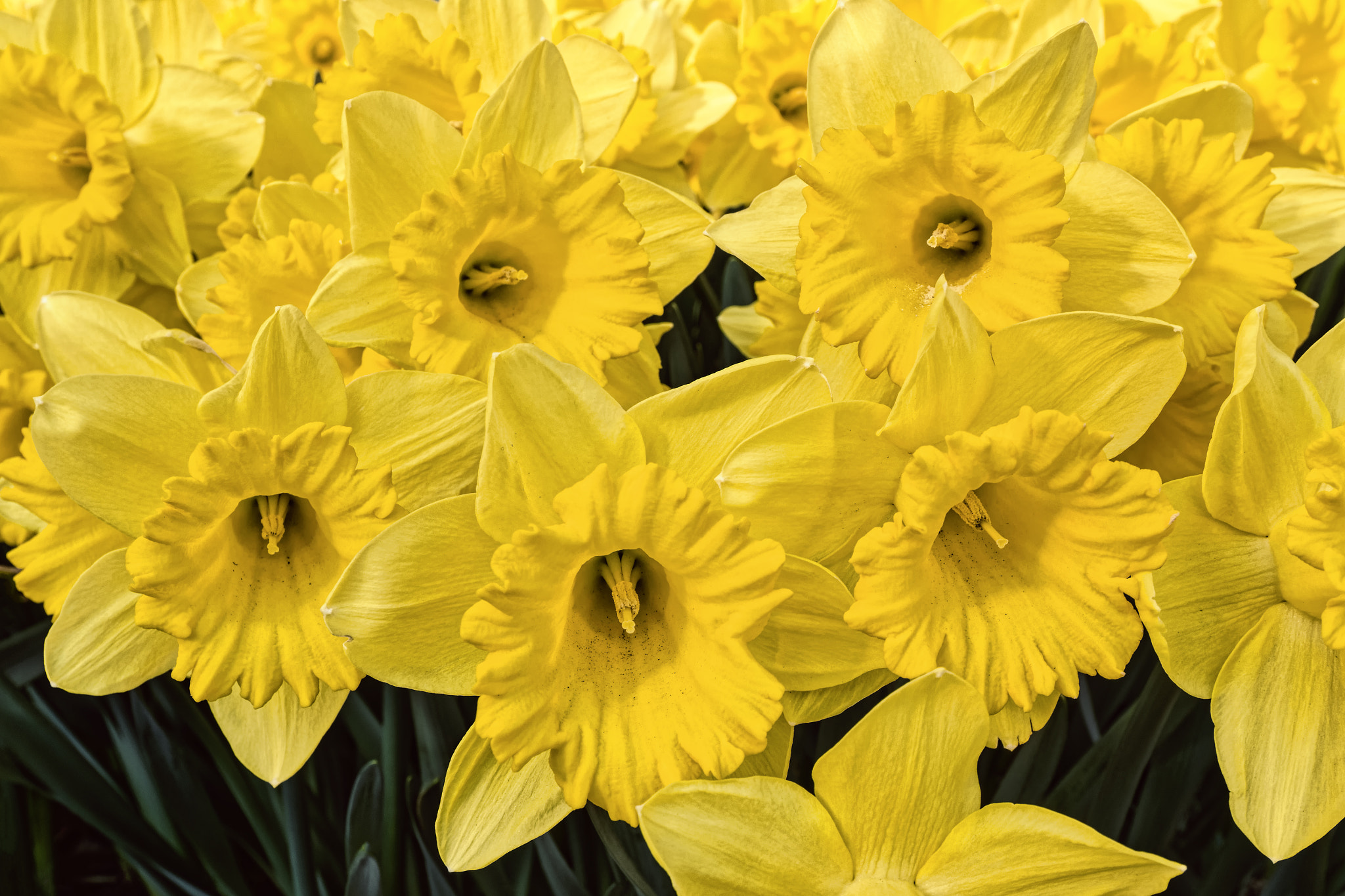 Nikon D3200 + Sigma 17-70mm F2.8-4 DC Macro OS HSM | C sample photo. Yellow daffodils photography