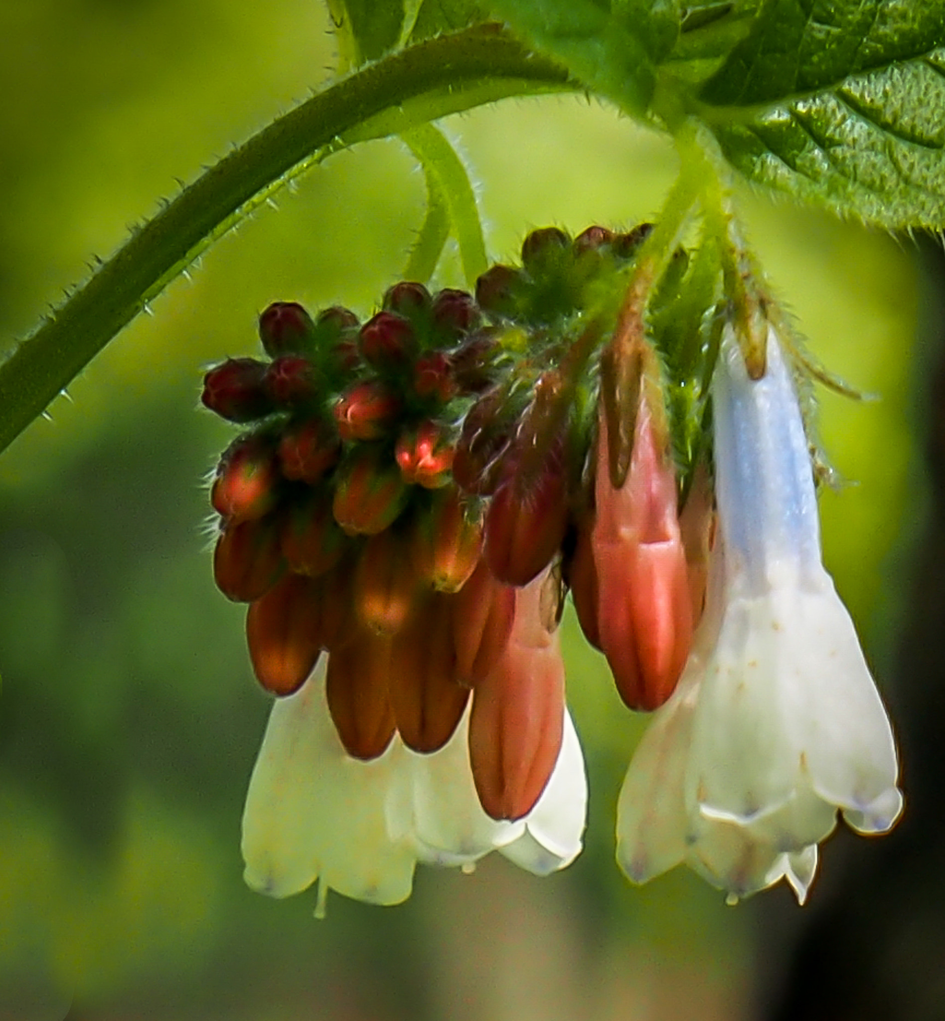 Olympus OM-D E-M5 sample photo. Comfrey flowers photography