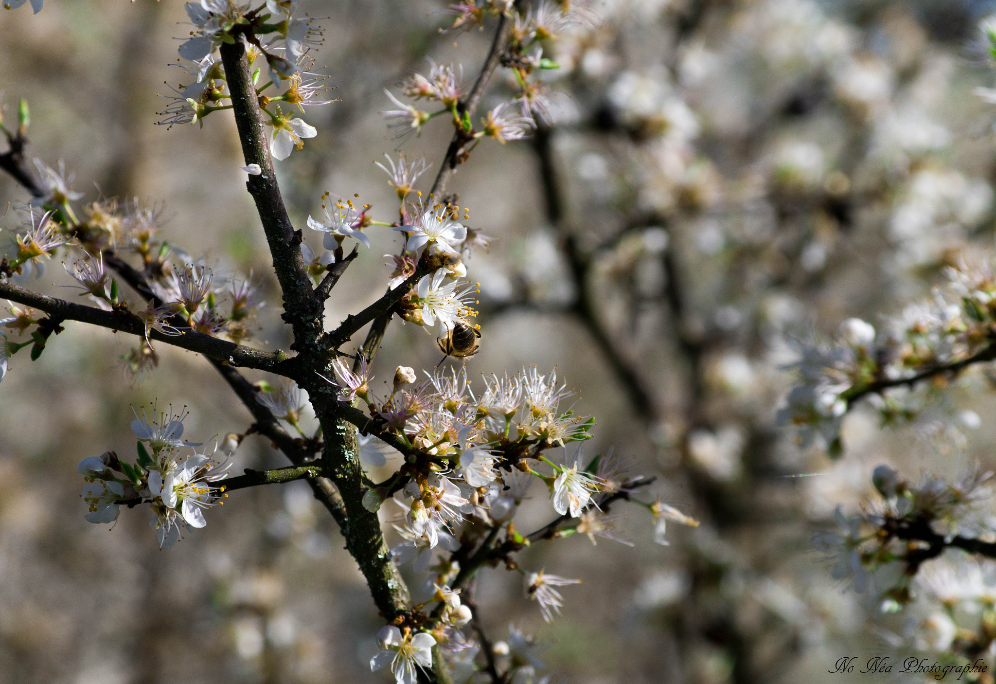 smc Pentax-DA L 50-200mm F4-5.6 ED WR sample photo. Spring is here photography