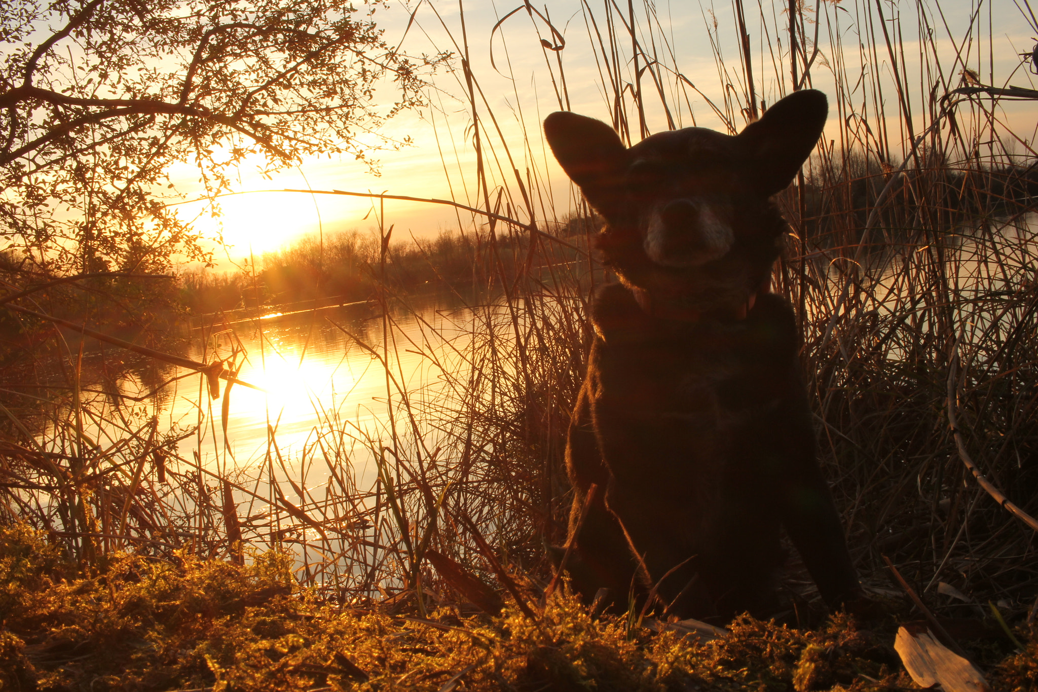 Canon EOS 550D (EOS Rebel T2i / EOS Kiss X4) sample photo. My dog - doris photography