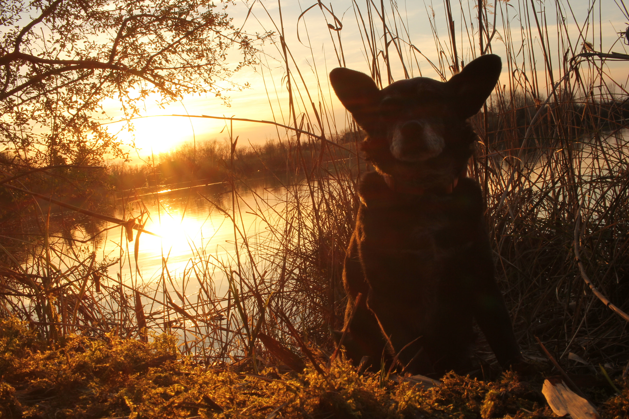 Canon EF-S 24mm F2.8 STM sample photo. My dog - doris photography