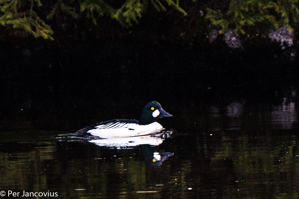Tamron SP 150-600mm F5-6.3 Di VC USD sample photo. In the shadows photography