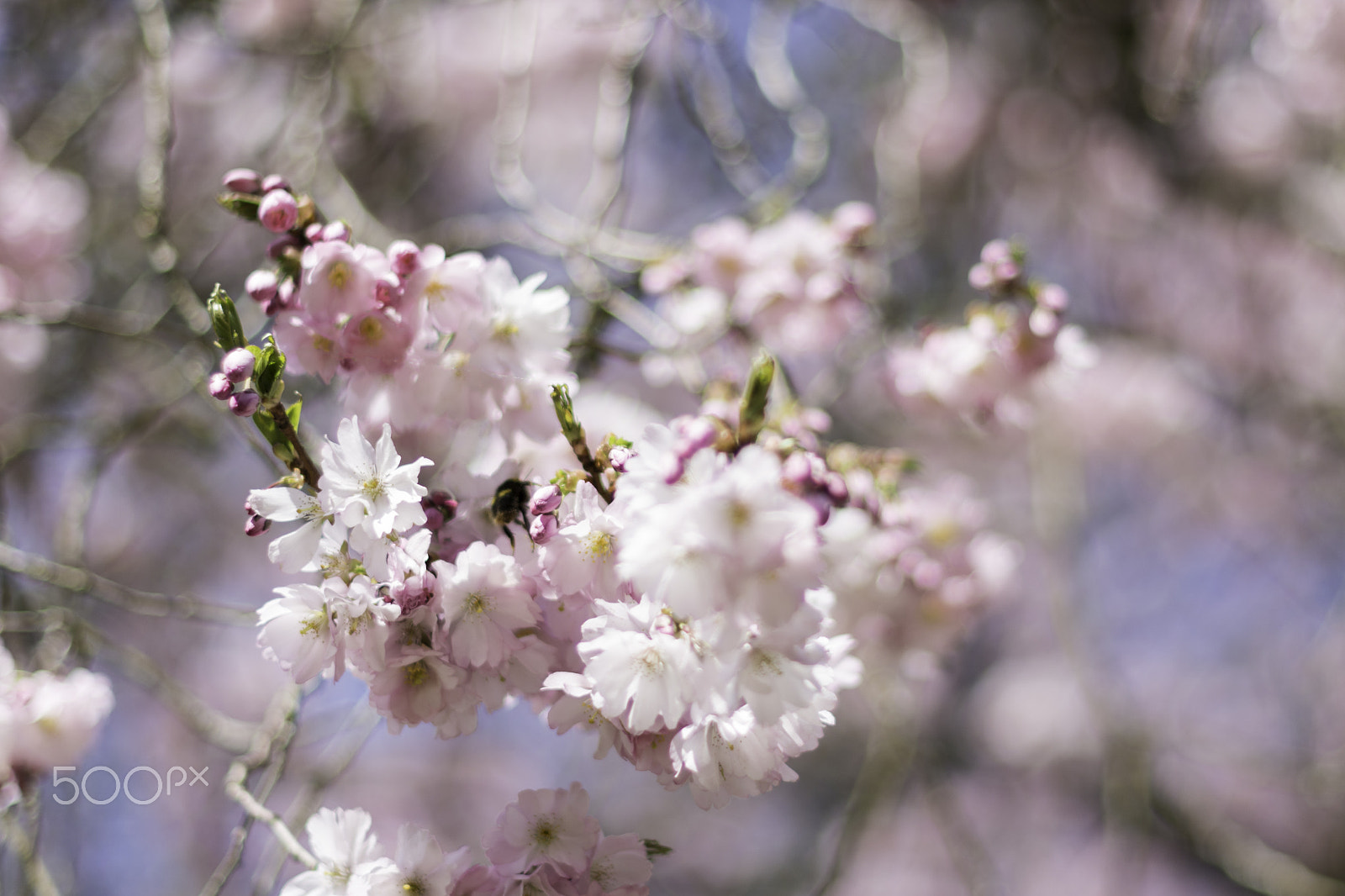 Nikon D7200 + Nikon AF-S Nikkor 50mm F1.4G sample photo. Spring photography