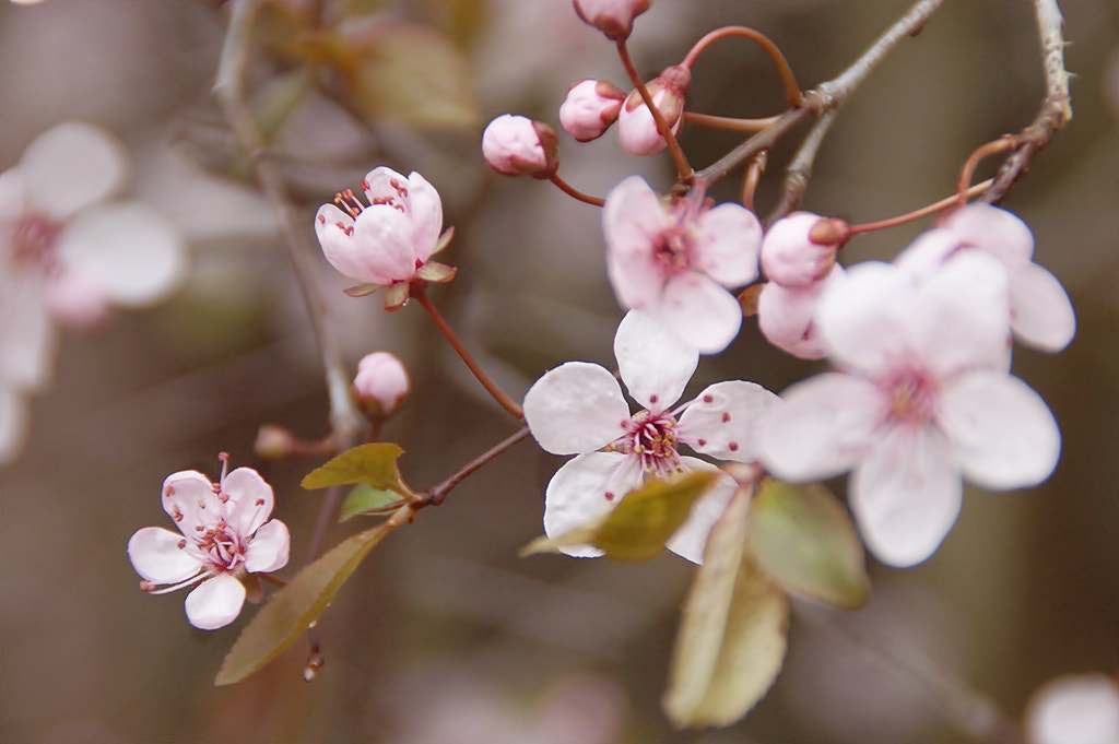 Sony DT 18-200mm F3.5-6.3 sample photo