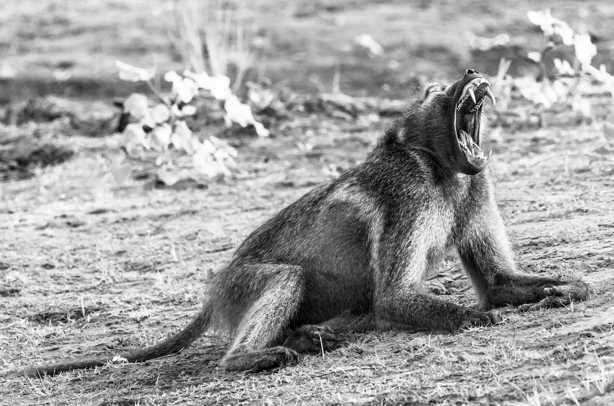 Pentax K-5 II sample photo. Baboon yawning photography