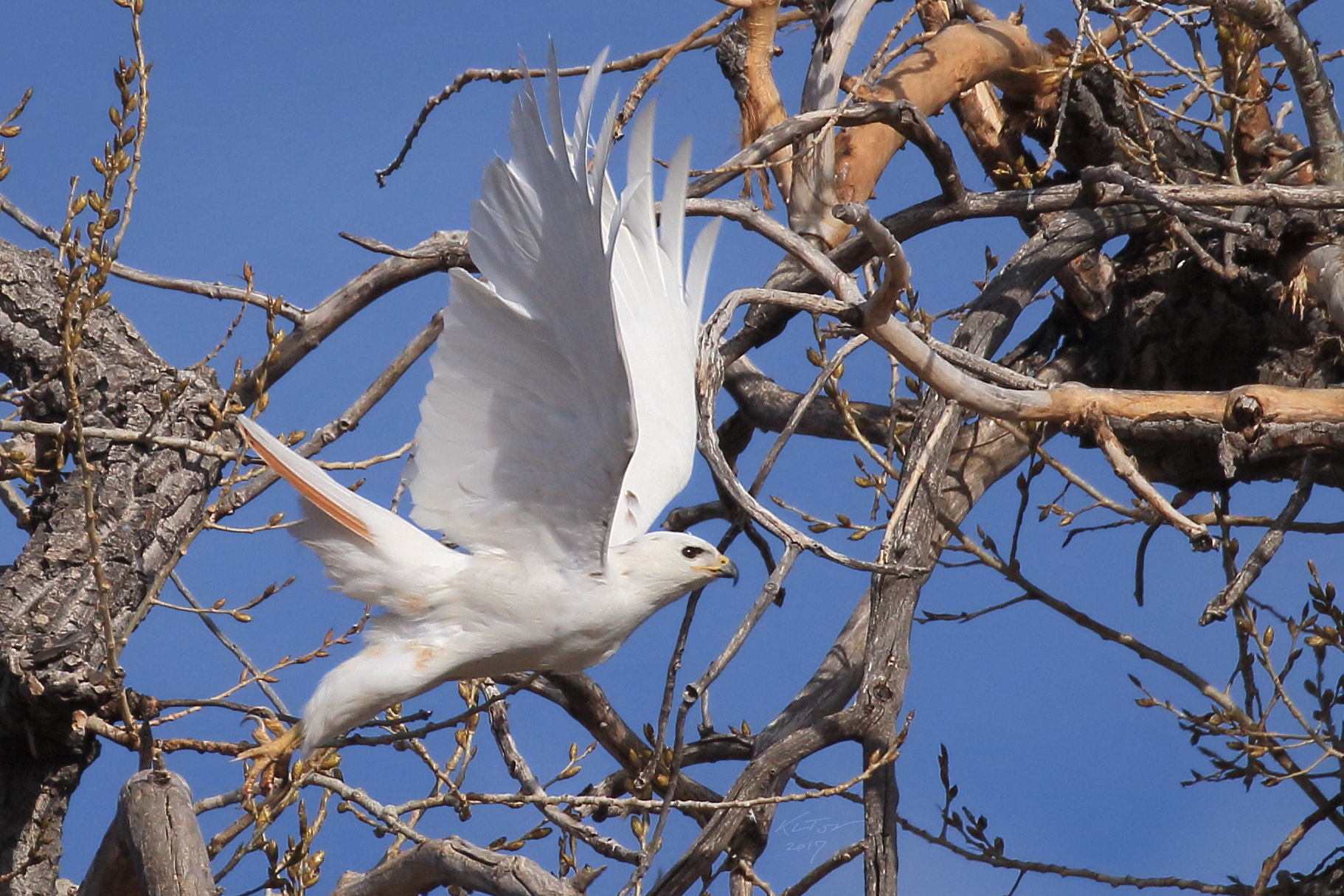 Canon EOS 100D (EOS Rebel SL1 / EOS Kiss X7) sample photo. White hawk taking flight photography