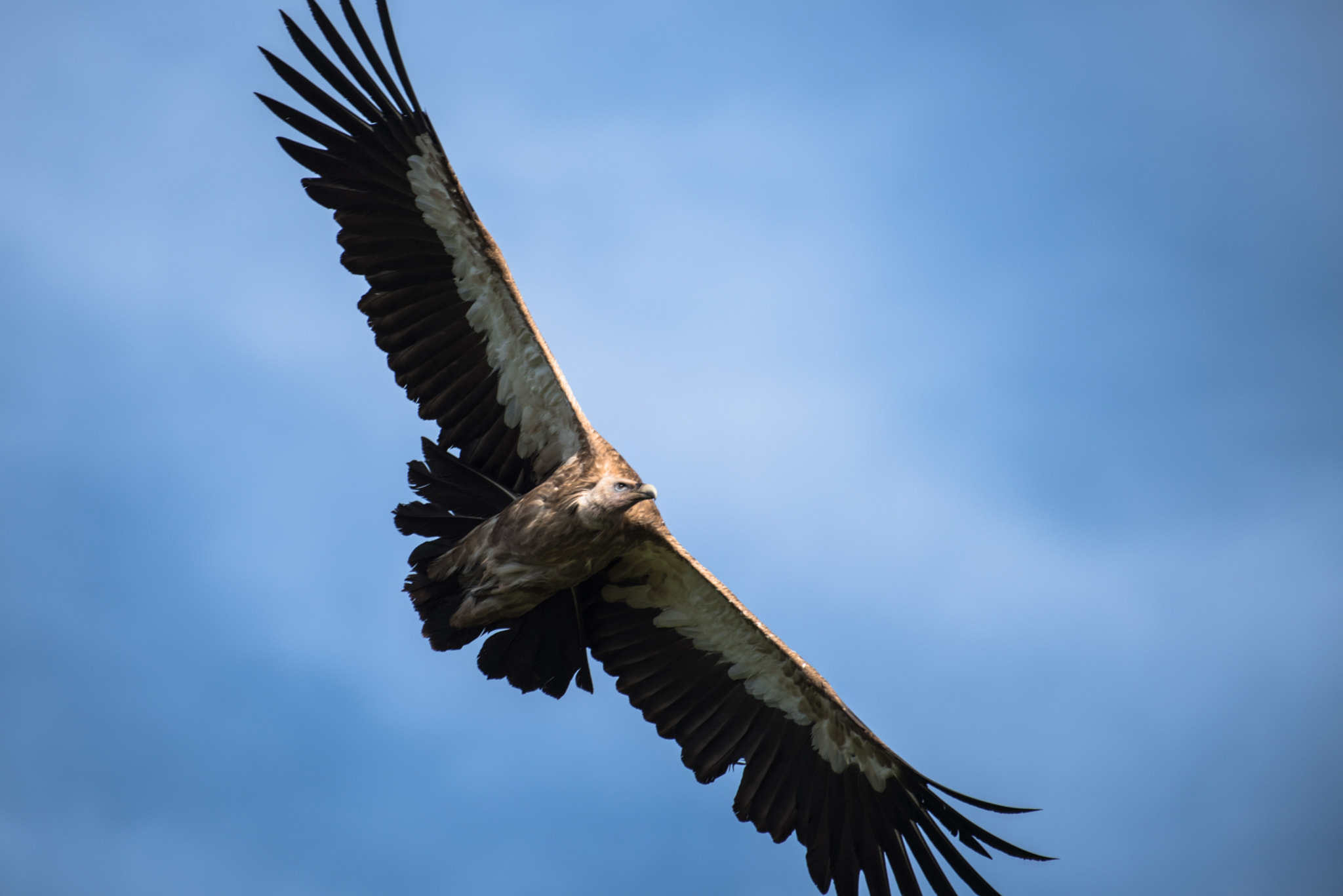Nikon D810 sample photo. Himalayan vulture photography