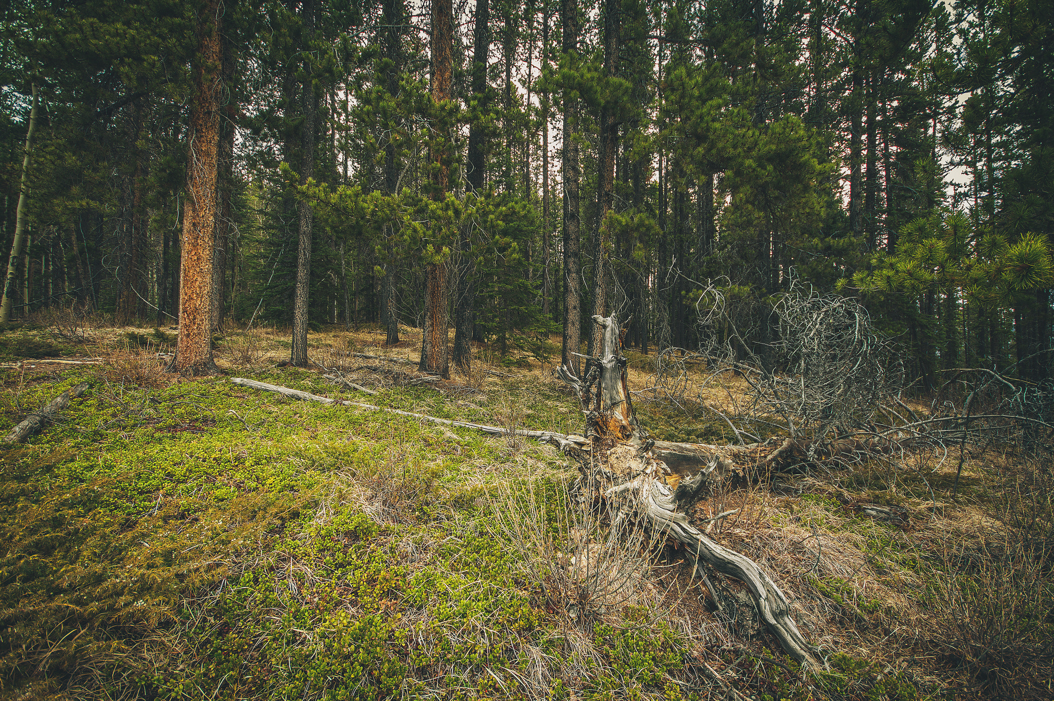 Canon EOS 60D + Sigma 10-20mm F4-5.6 EX DC HSM sample photo. Primordial woods i photography