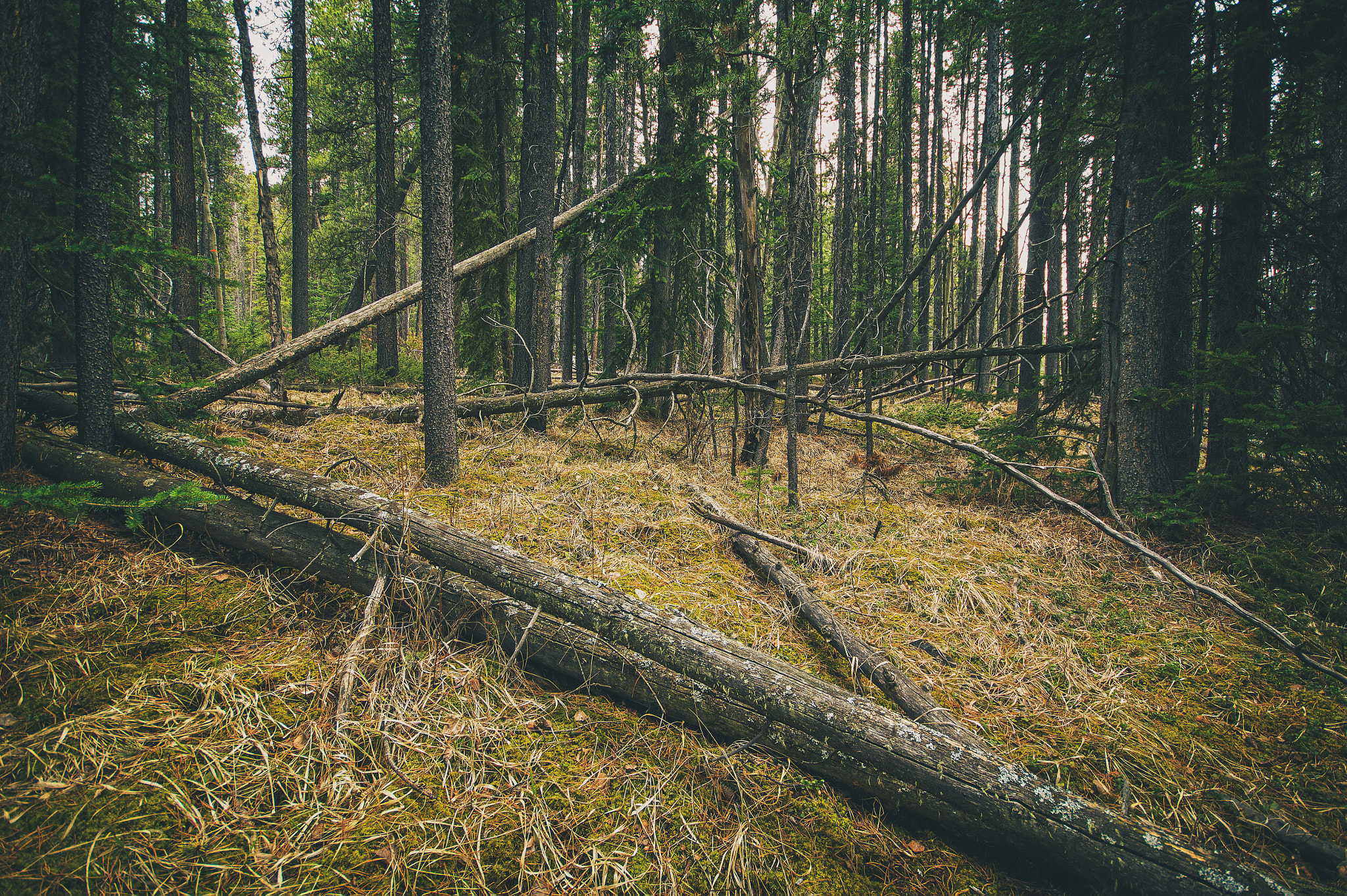 Canon EOS 60D + Sigma 10-20mm F4-5.6 EX DC HSM sample photo. Primordial woods ii photography